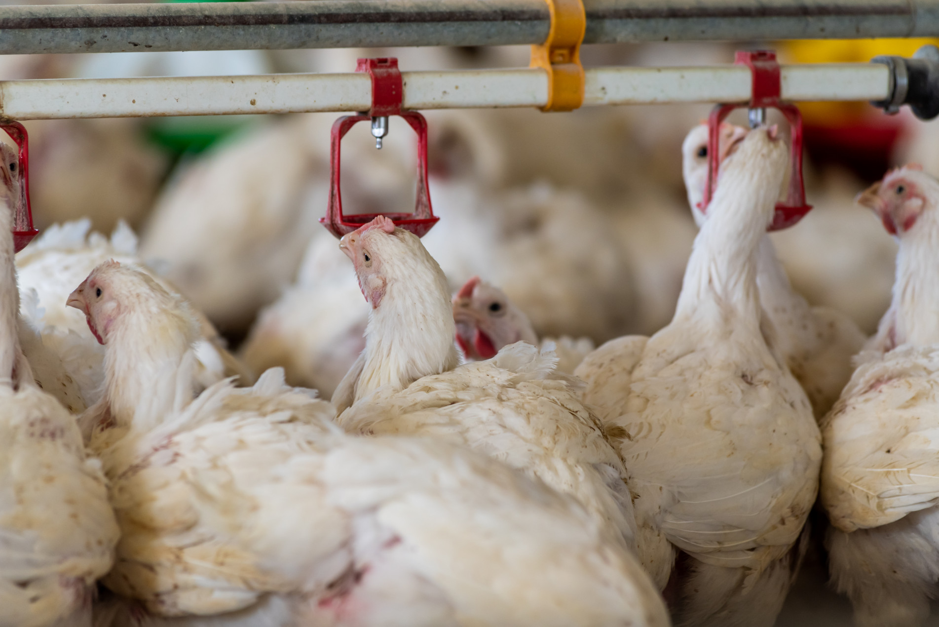 Total de casos de gripe avi&aacute;ria no Pa&iacute;s sobe para 147
