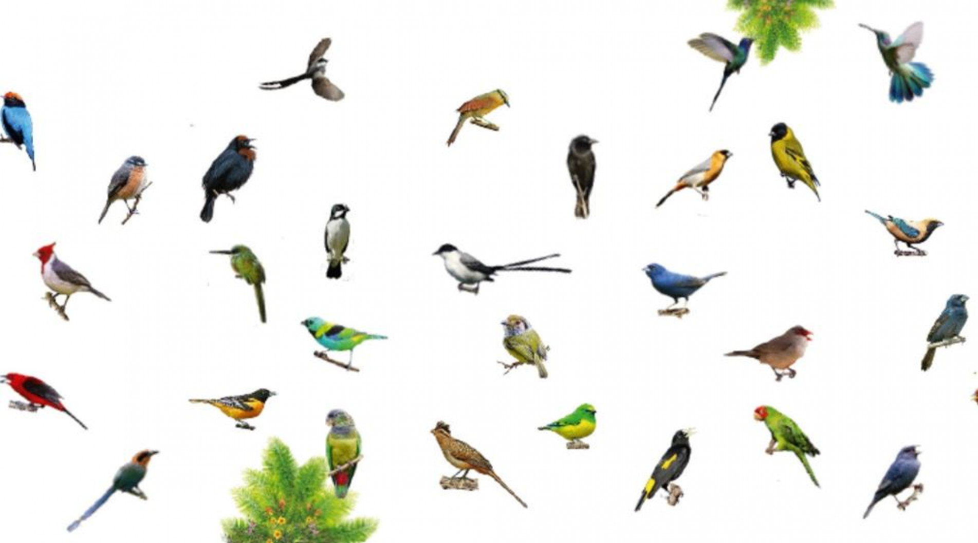 Os cantos dos pássaros são destaque