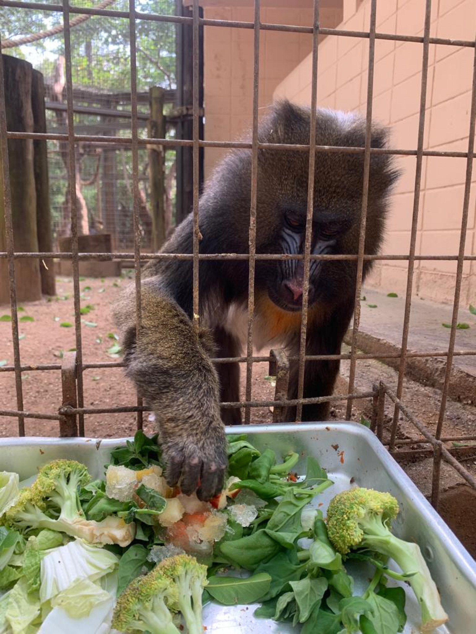 Cada espécie recebe dieta gelada como forma de compensar o calor foram do normal