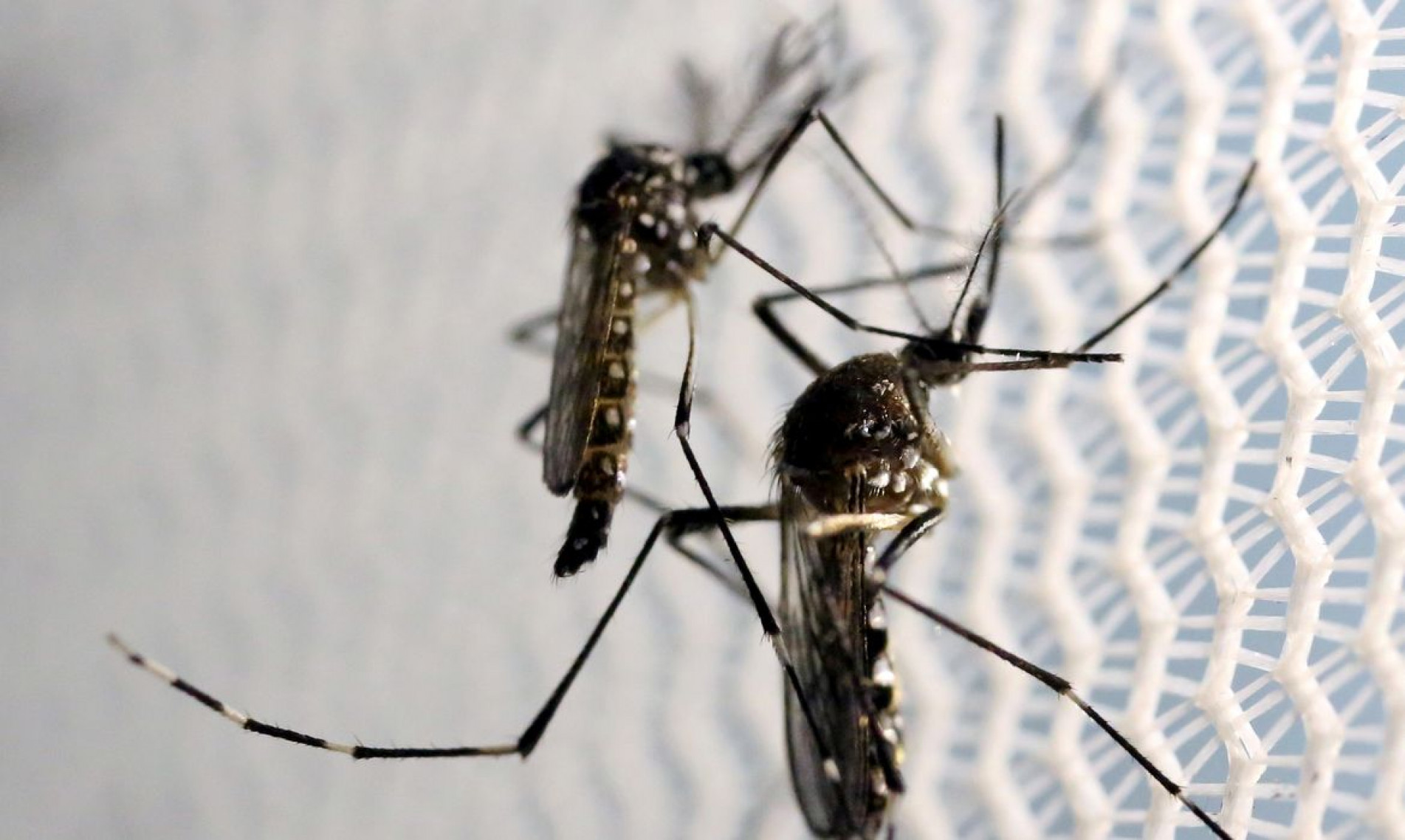 Domingo é o Dia Nacional de Combate ao Aedes Aegypti