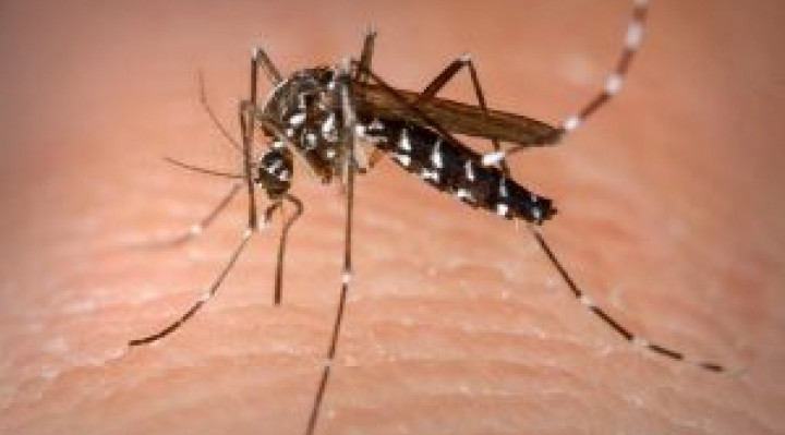 Mudan&ccedil;as clim&aacute;ticas podem levar &agrave; prolifera&ccedil;&atilde;o de vetores, como o mosquito Aedes aegypti e, em consequ&ecirc;ncia, ao agravamento de arboviroses, como dengue, zika e chikungunya