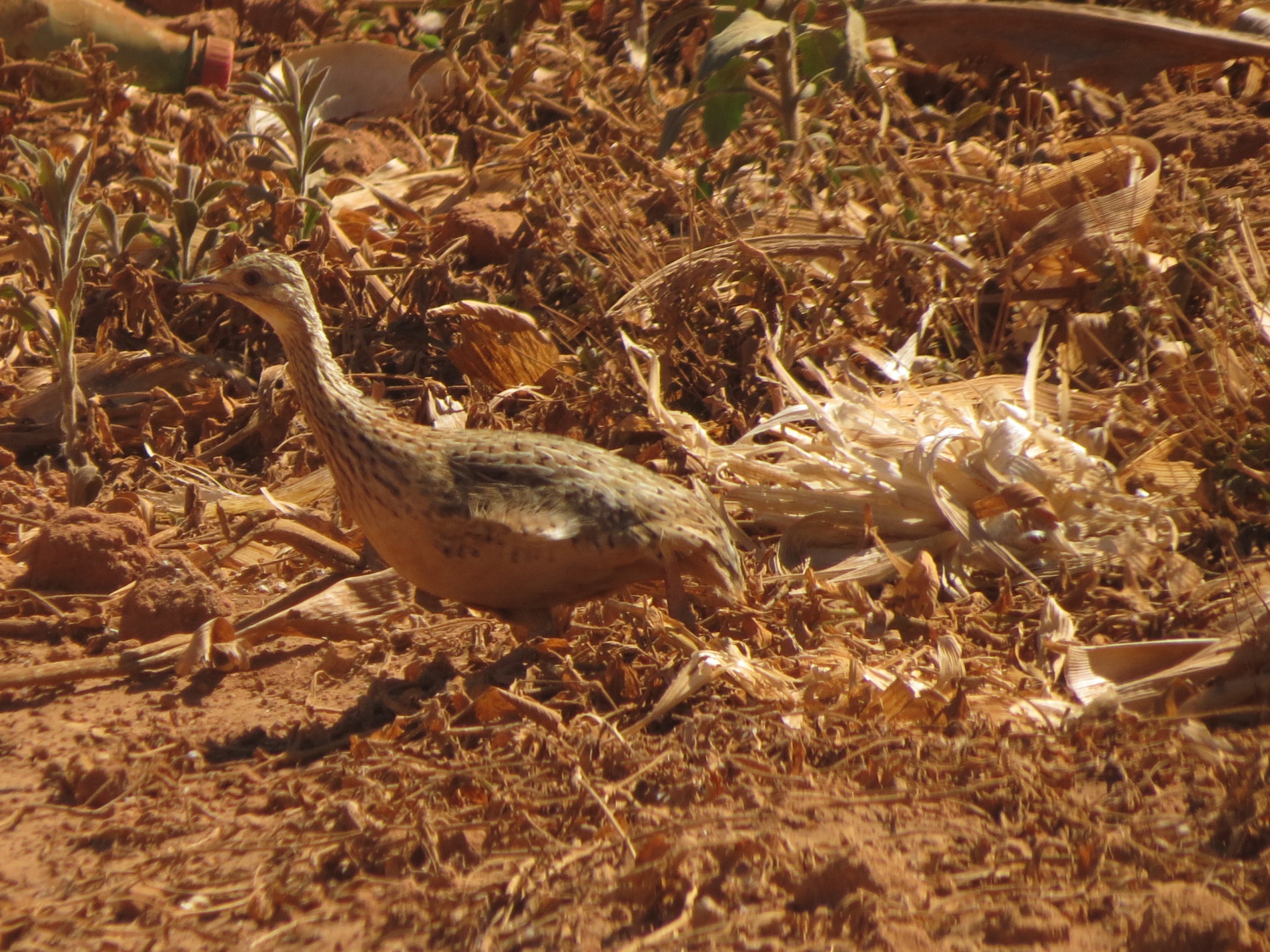 Ela vive em áreas abertas, como campos, pastagens, savanas e brejos
