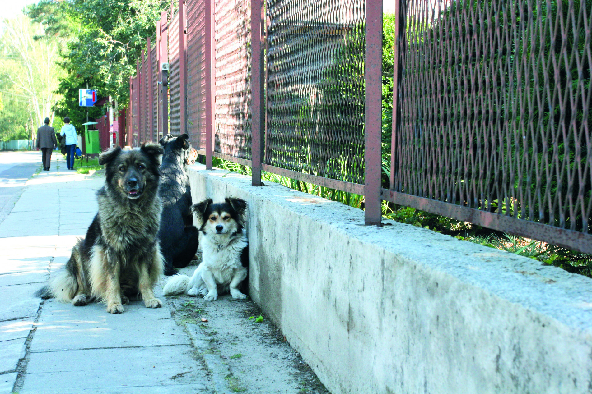 Apesar da aparência simpática e inofensiva, animais domésticos abandonados ou livres são responsáveis pela morte de bilhões de animais silvestres em todo o mundo, todos os anos, representando um sério risco para a sobrevivência de espécies nativas