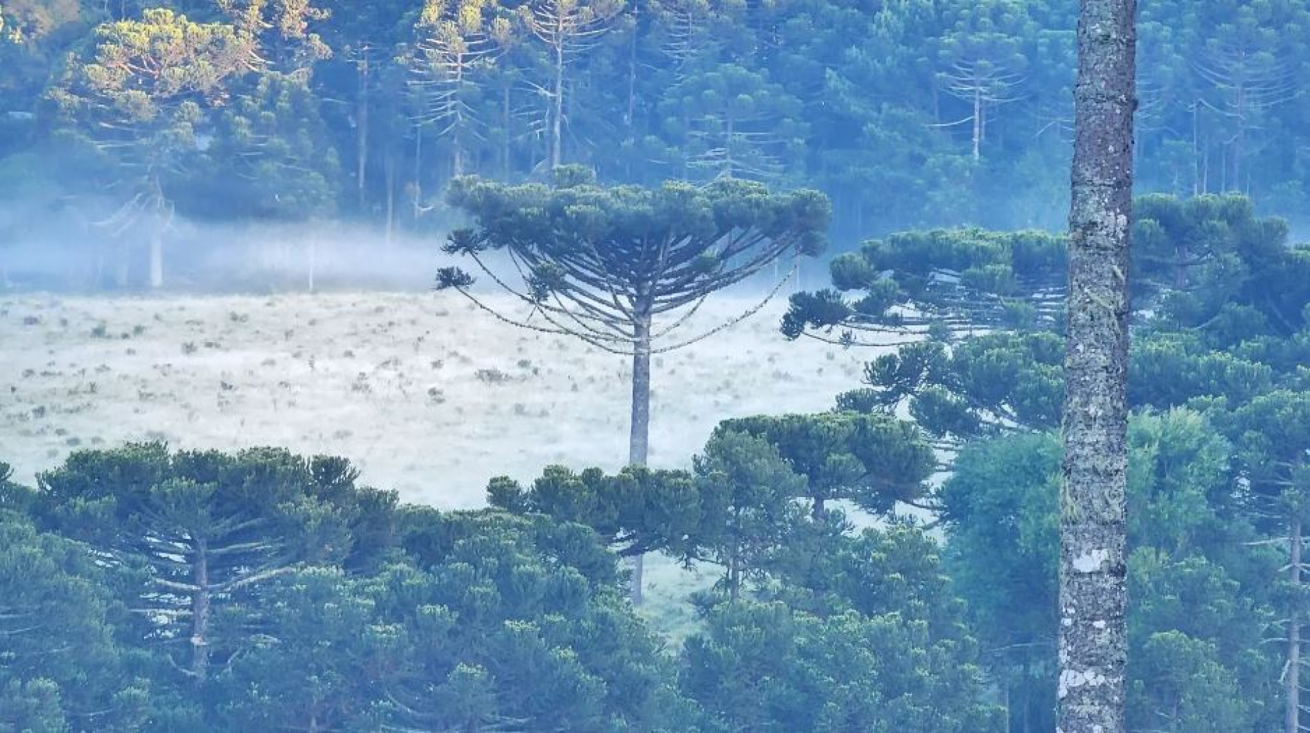 Geada em São Joaquim (SC) 