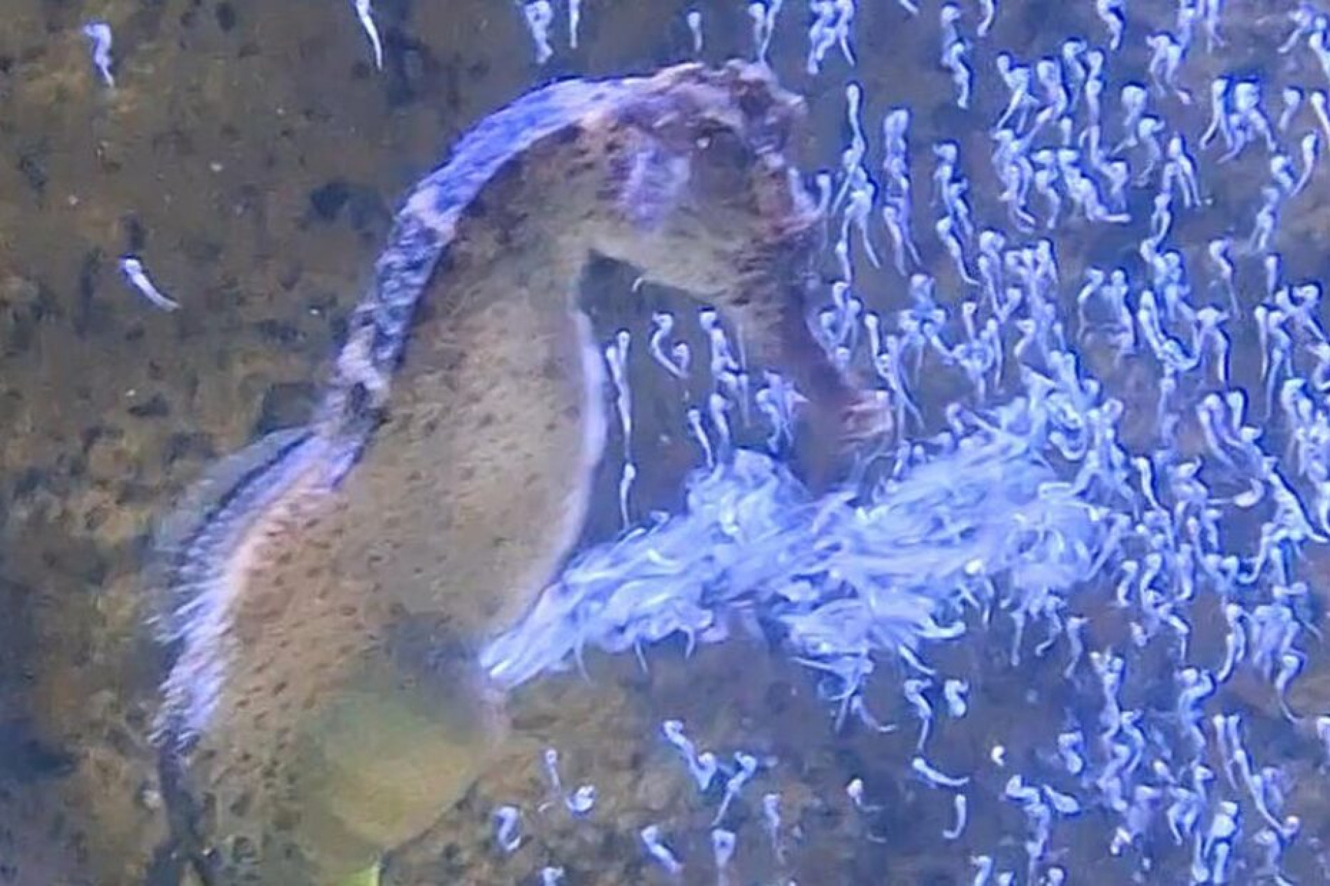 É a única espécie em que é o macho quem choca e dá a luz aos filhotes