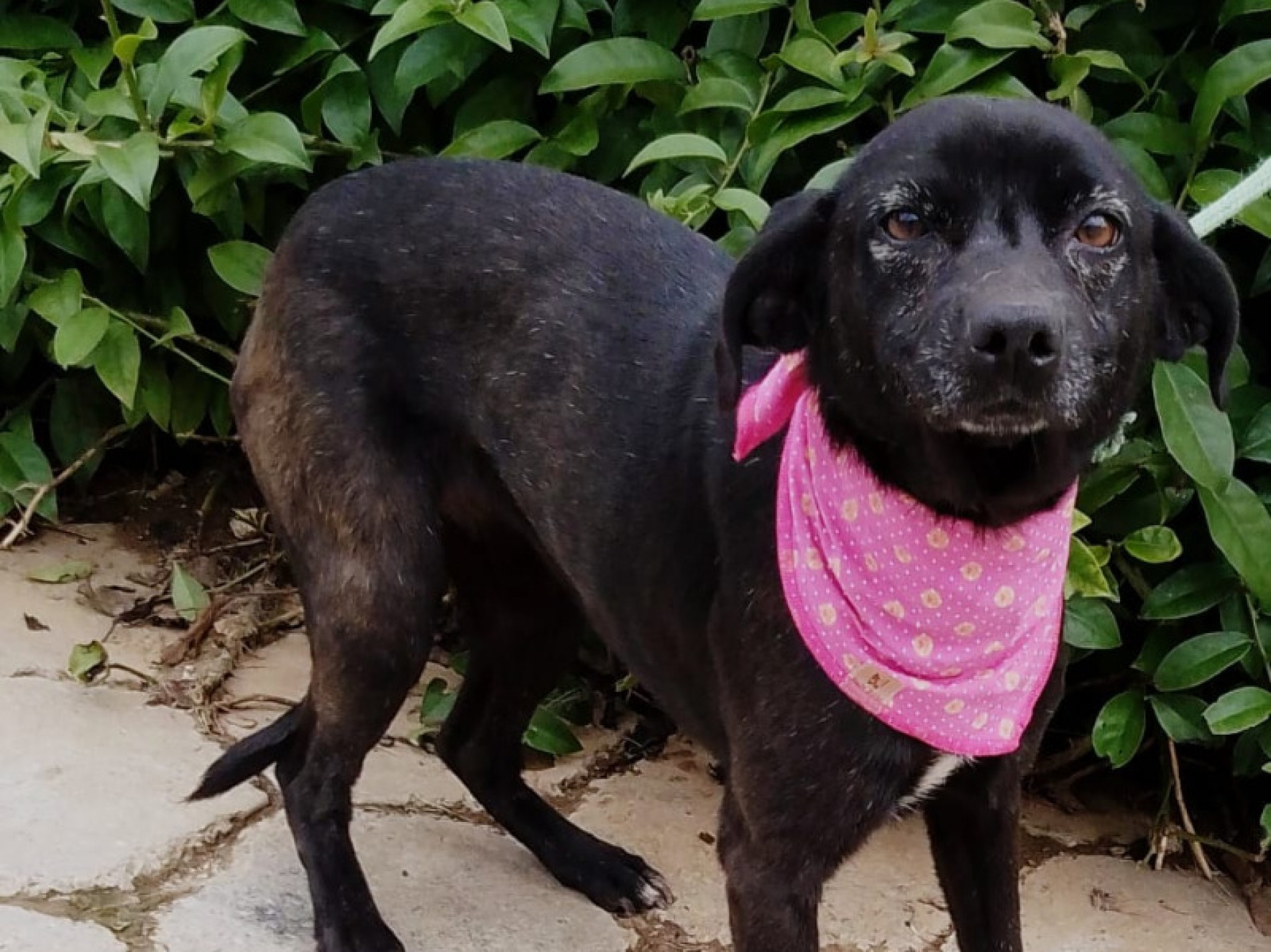 Todos os animais disponibilizados são castrados, microchipados, vacinados e vermifugados