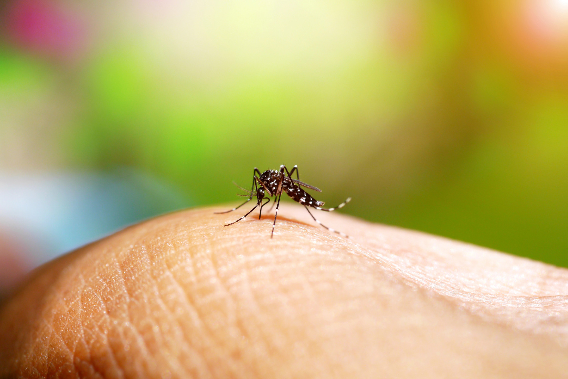 O Ministério da Saúde vai enviar a vacina contra a dengue para 521 municípios selecionados  