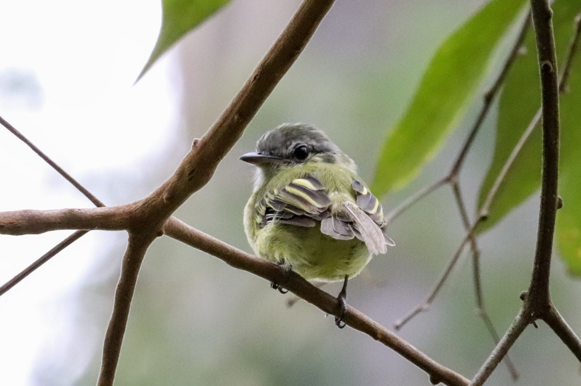 É uma ave pequena, medindo apenas dez centímetros de comprimento
