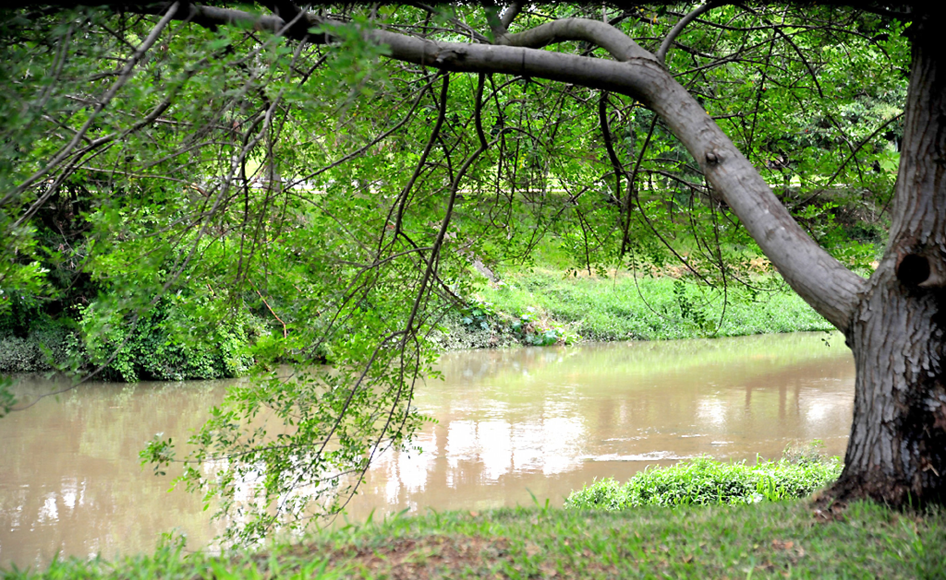 Doação e o plantio de mudas de árvores estão entre as ações previstas para celebrar o Dia do Rio Sorocaba (22 de março) 