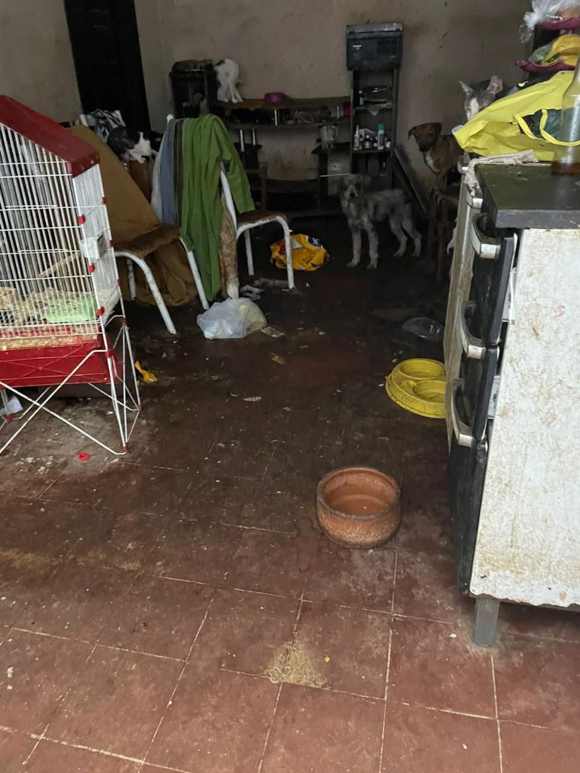 Cerca de 50 cães e gatos foram encontrados em condições precárias, sem acesso adequado a alimentos, água ou cuidados veterinários