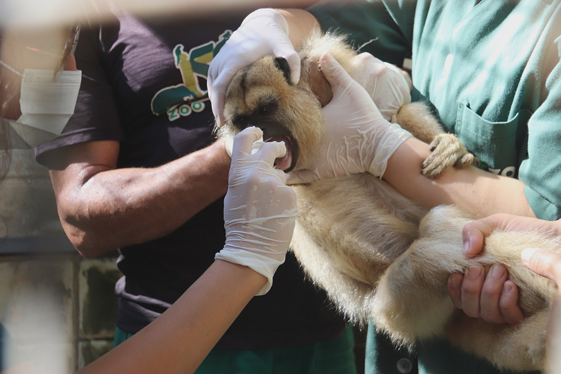 Ação beneficia bugio, lêmure, macaco-barrigudo, muriqui-do-sul, macaco-aranha e sagui
