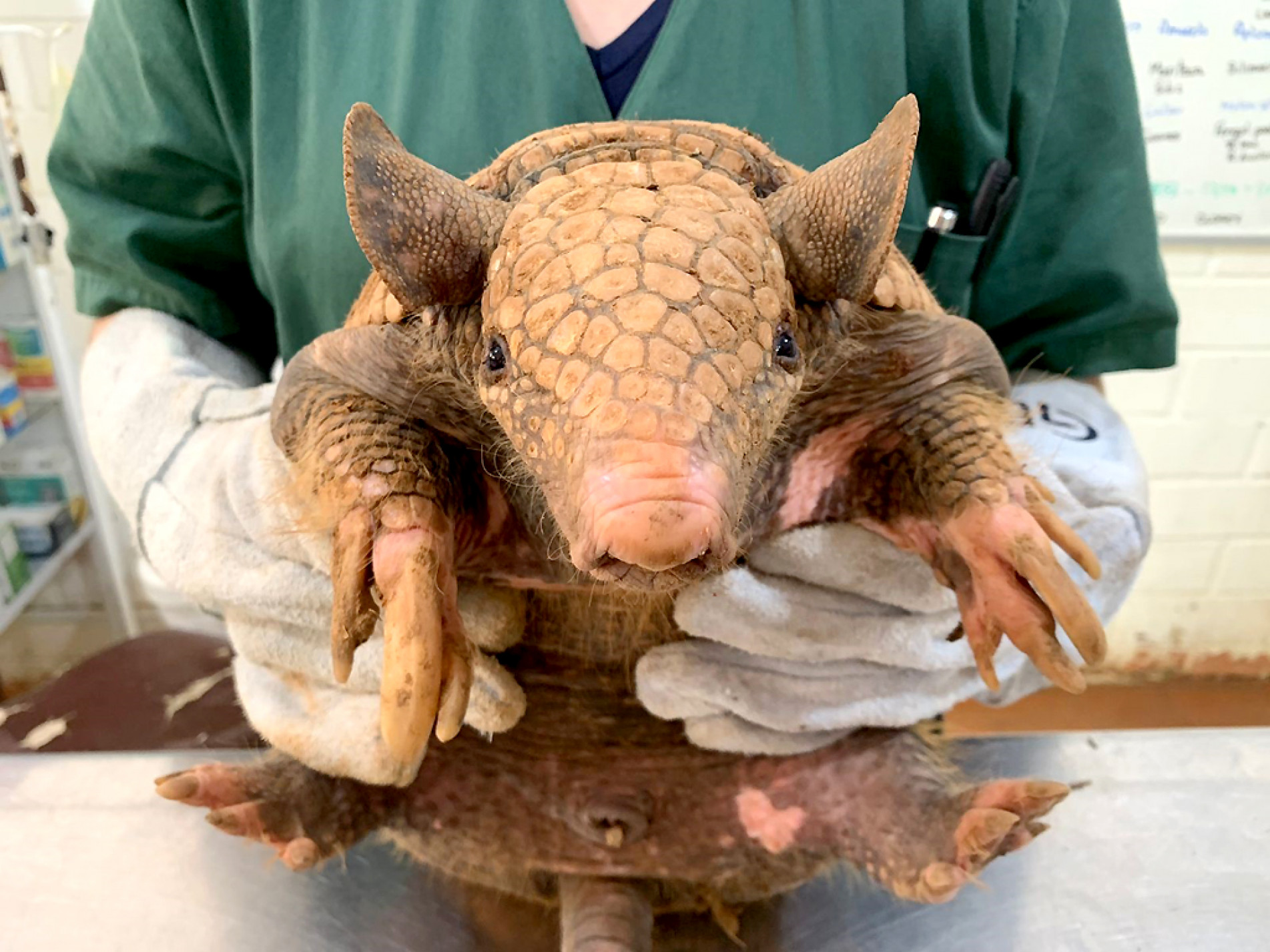 Tatu-de-rabo-mole-grande chegou ao Zoológico Quinzinho de Barros