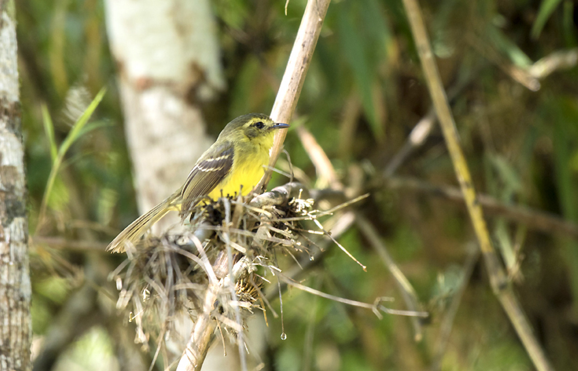 A marianinha-amarela vive em áreas como de matas ciliares, florestas e capoeiras