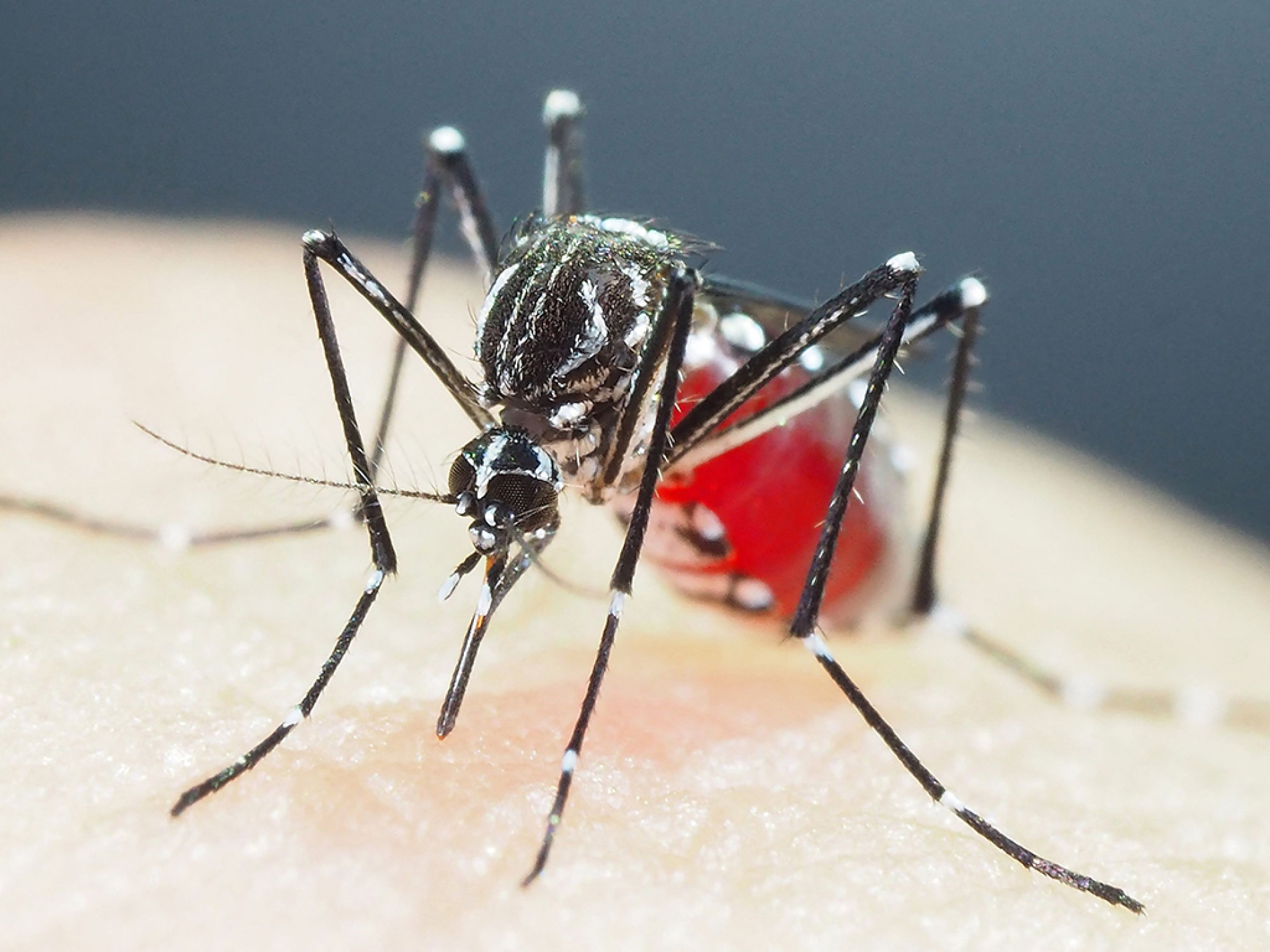 Produto que mata o Aedes aegypti é feito à base de fungo e não é tóxico para o meio ambiente nem para os animais
