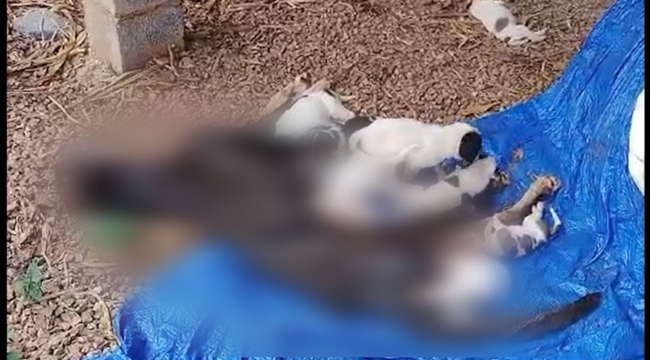 Os agentes localizaram a fêmea morta e os filhotes se alimentando no corpo dela