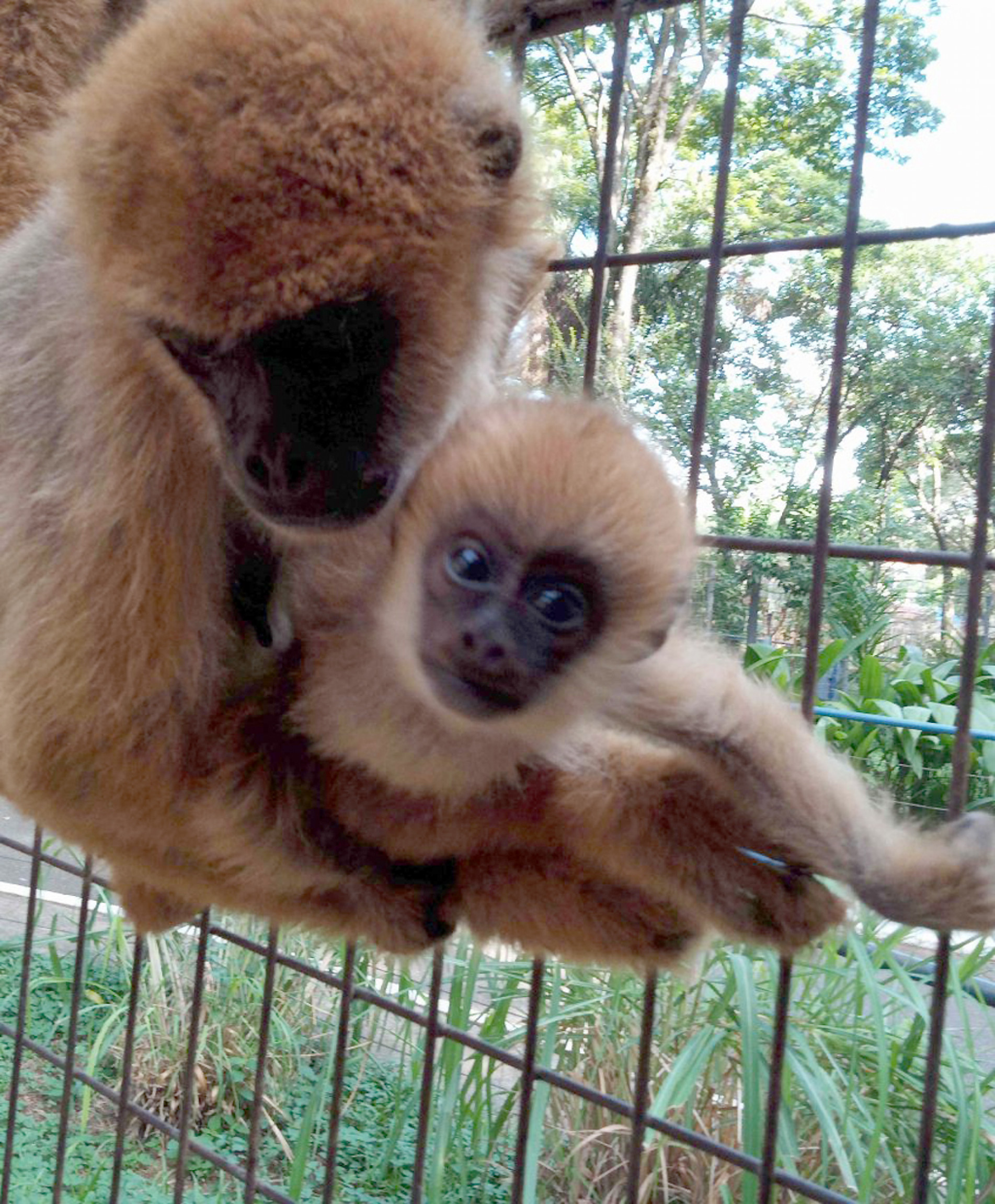 Espécie ameaçada de extinção é nativa da Mata Atlântica