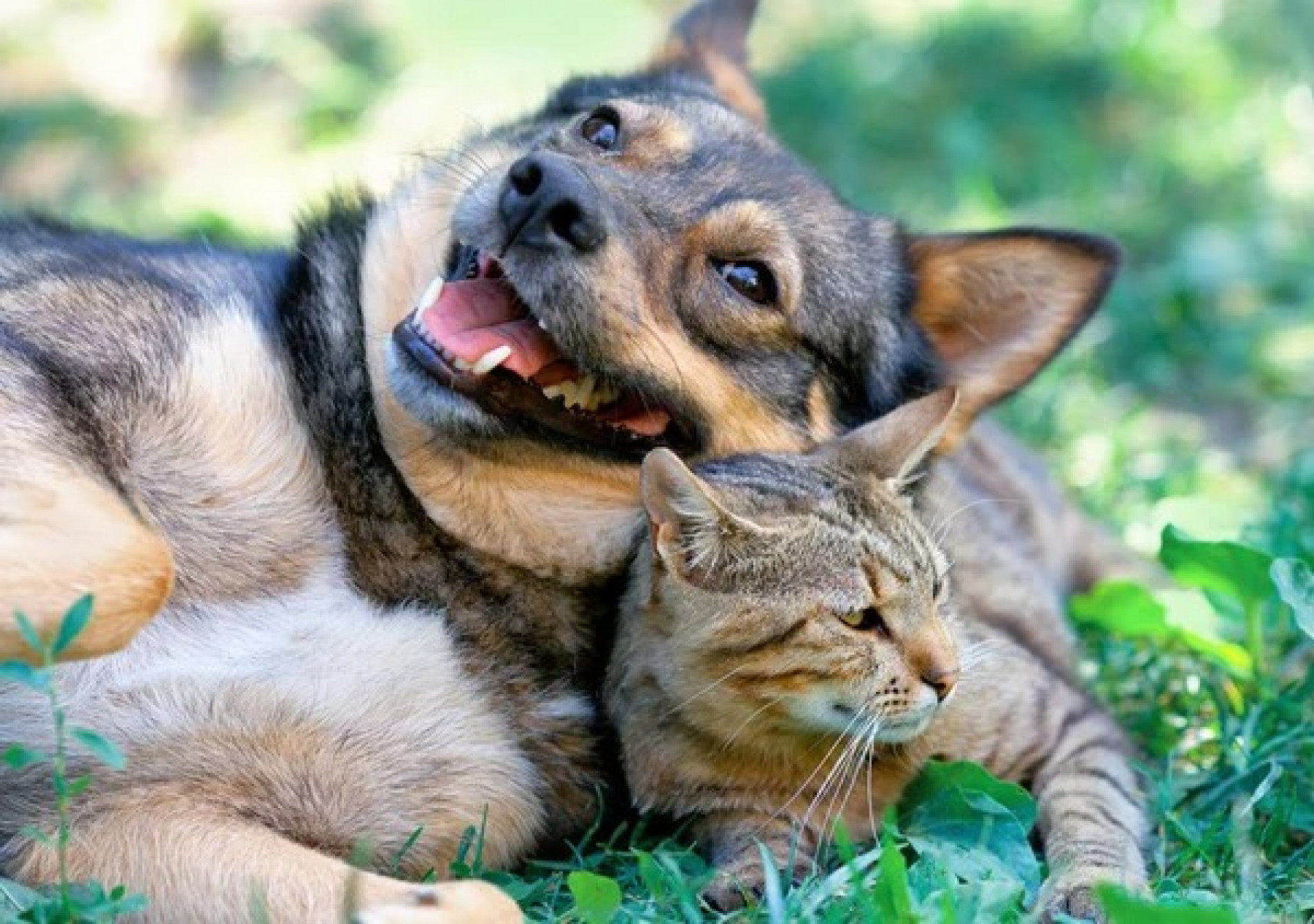 Todos os pets poderão participar das brincadeiras e os tutores receberão dicas de adestramento e orientação sobre a adoção responsável
