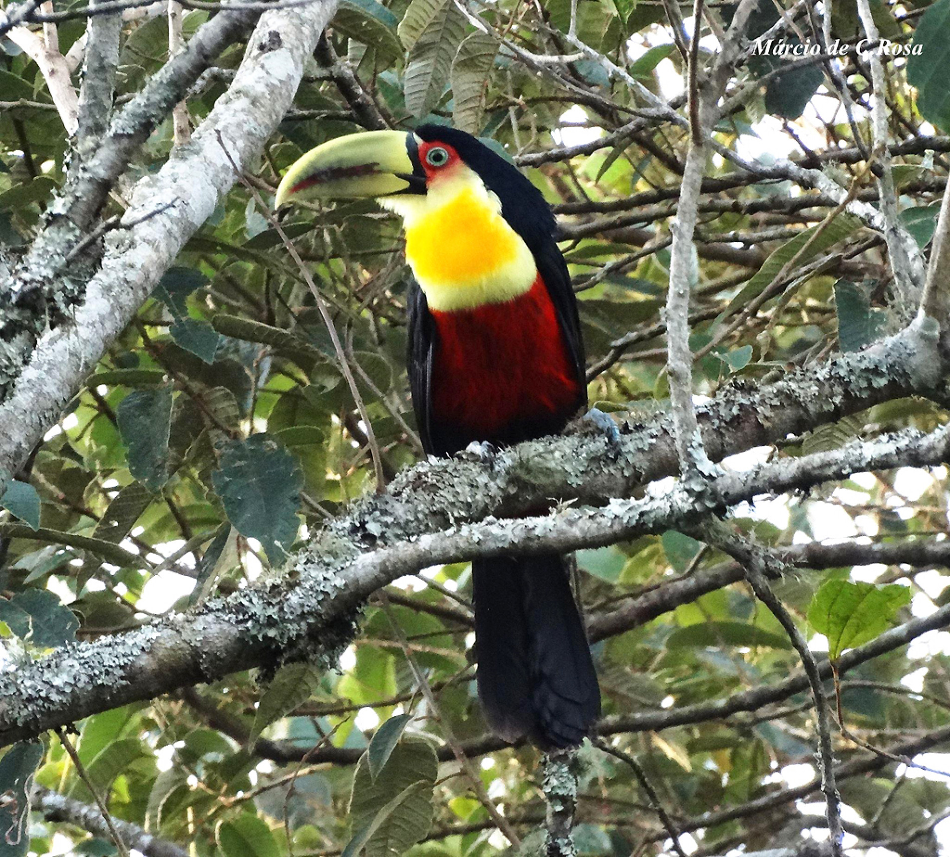 Os animais dessa espécie medem cerca de 48 cm