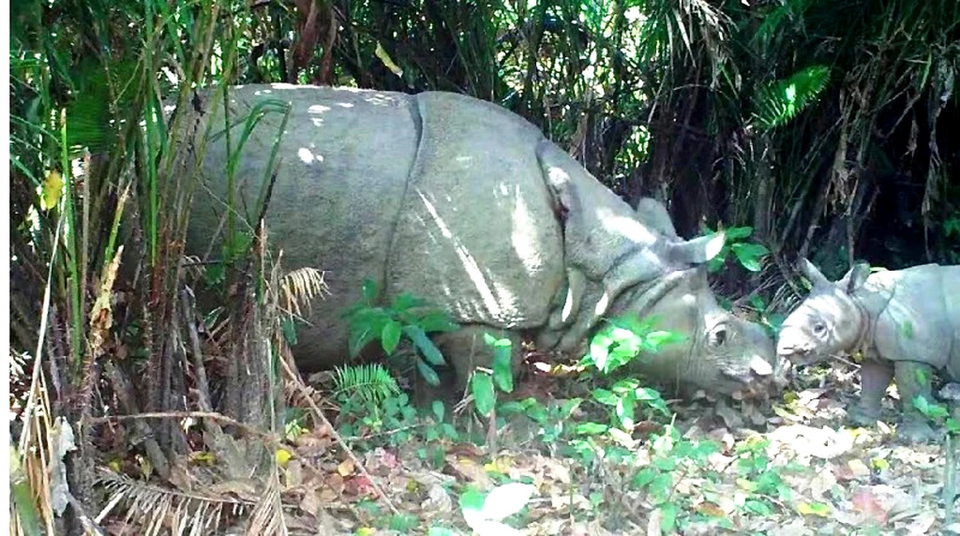Animal tem dobras na pele que lhe dão a aparência de vestir uma armadura. Espécie está ameaçada de extinção e registro reforça esperança de êxito nos esforços pela conservação 