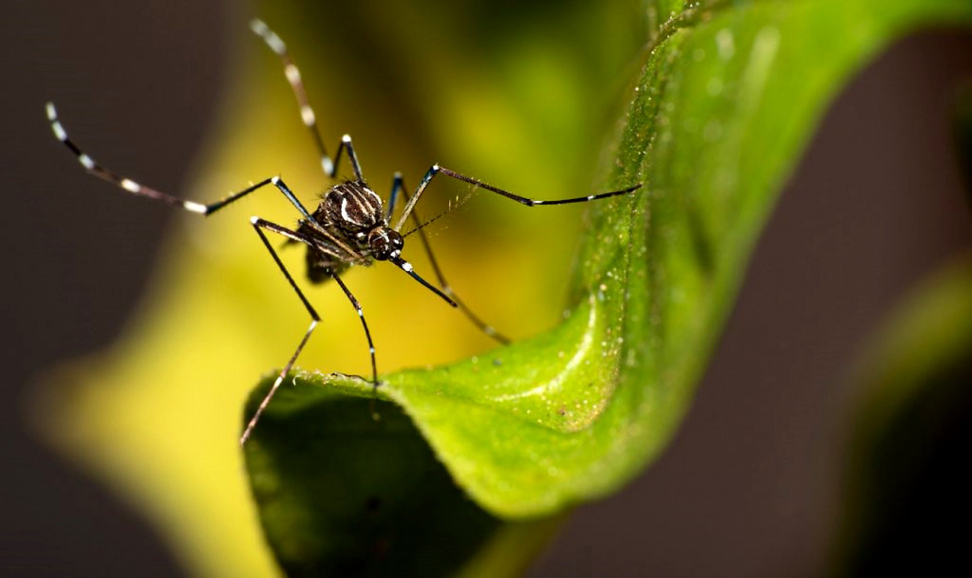 Aedes aegypti é a identificação científica para o mosquito que transmite várias 
doenças, entre elas: dengue, chikungunya, Zika e a febre amarela urbana