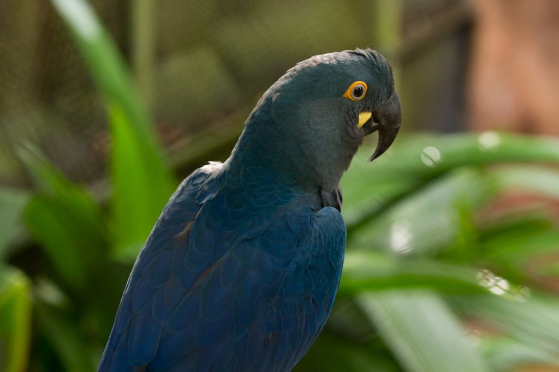 Grupo de 9 araras passou por reabilitação em Araçoiaba da Serra