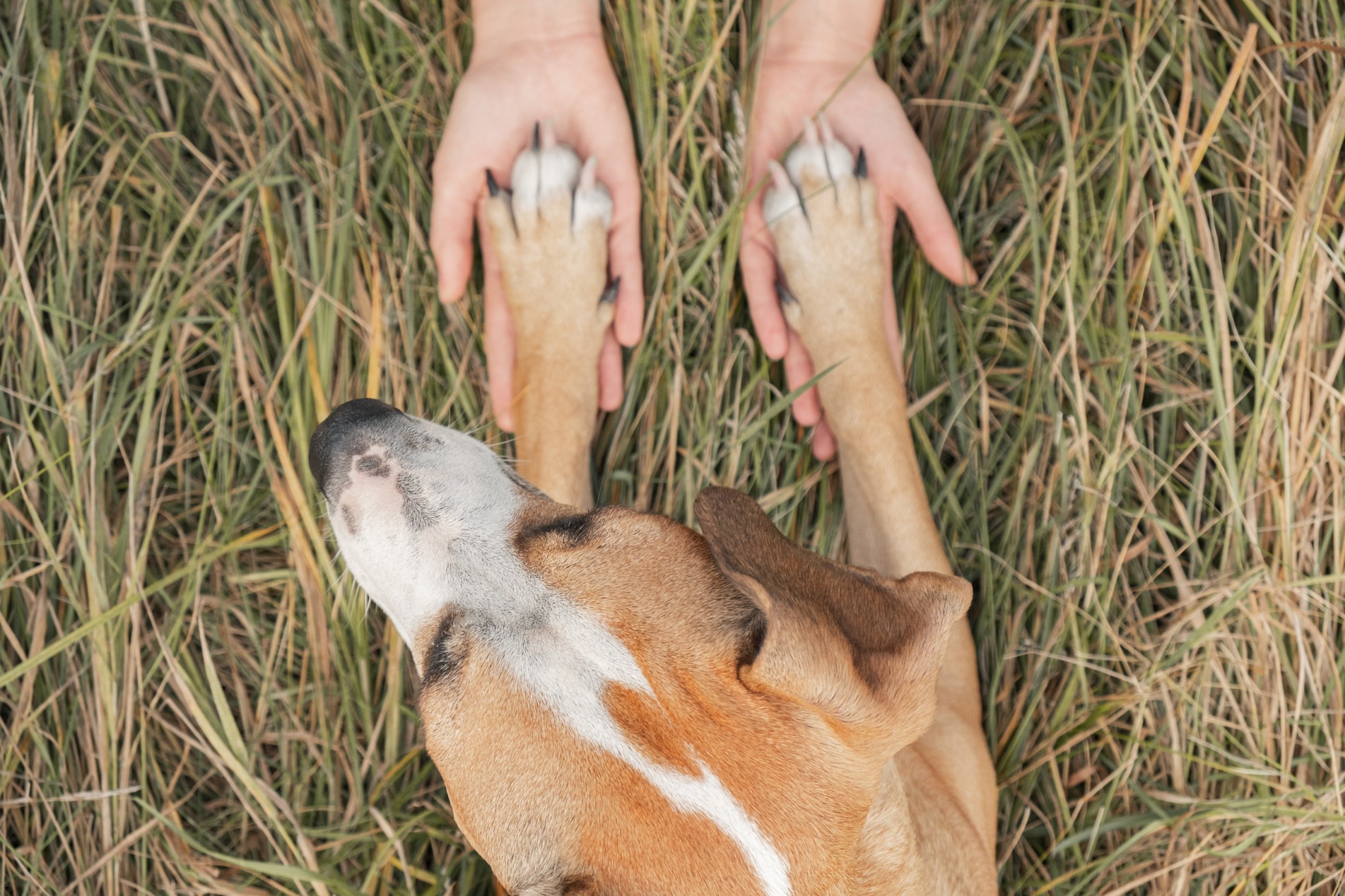 Vínculo especial entre tutores e seus pets até a hora do último adeus