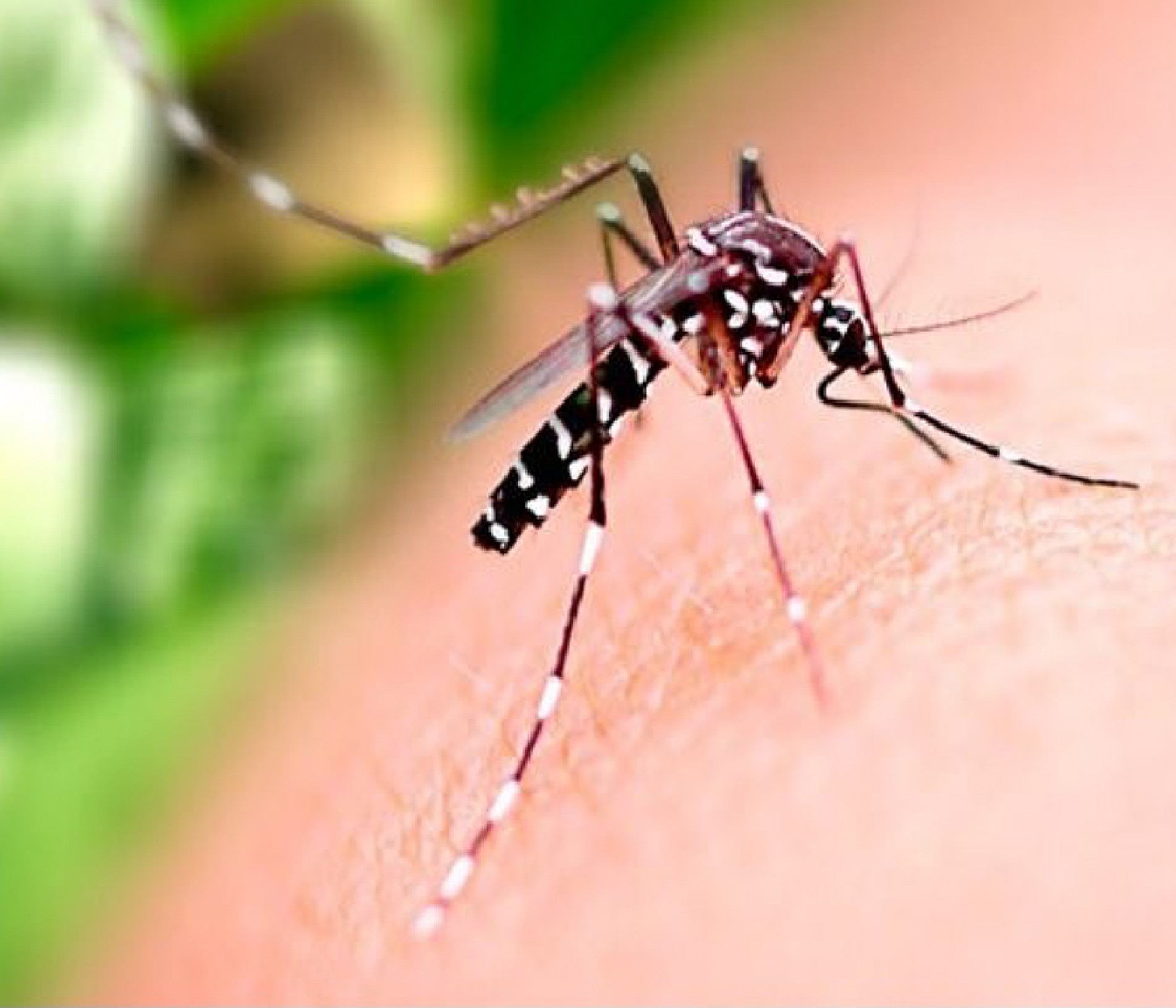 Doença é transmitida pelo mosquito Aedes aegypti
