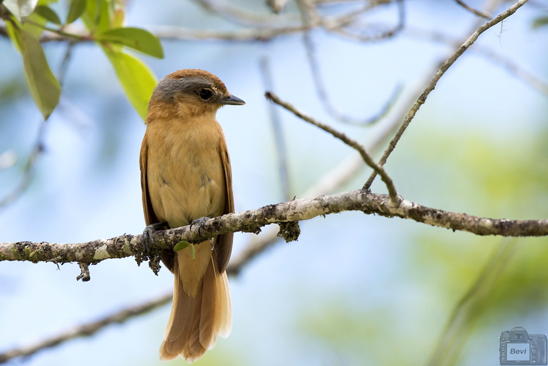 O caneleiro tem cerca de 14 cm e gosta de pousar em galhos altos