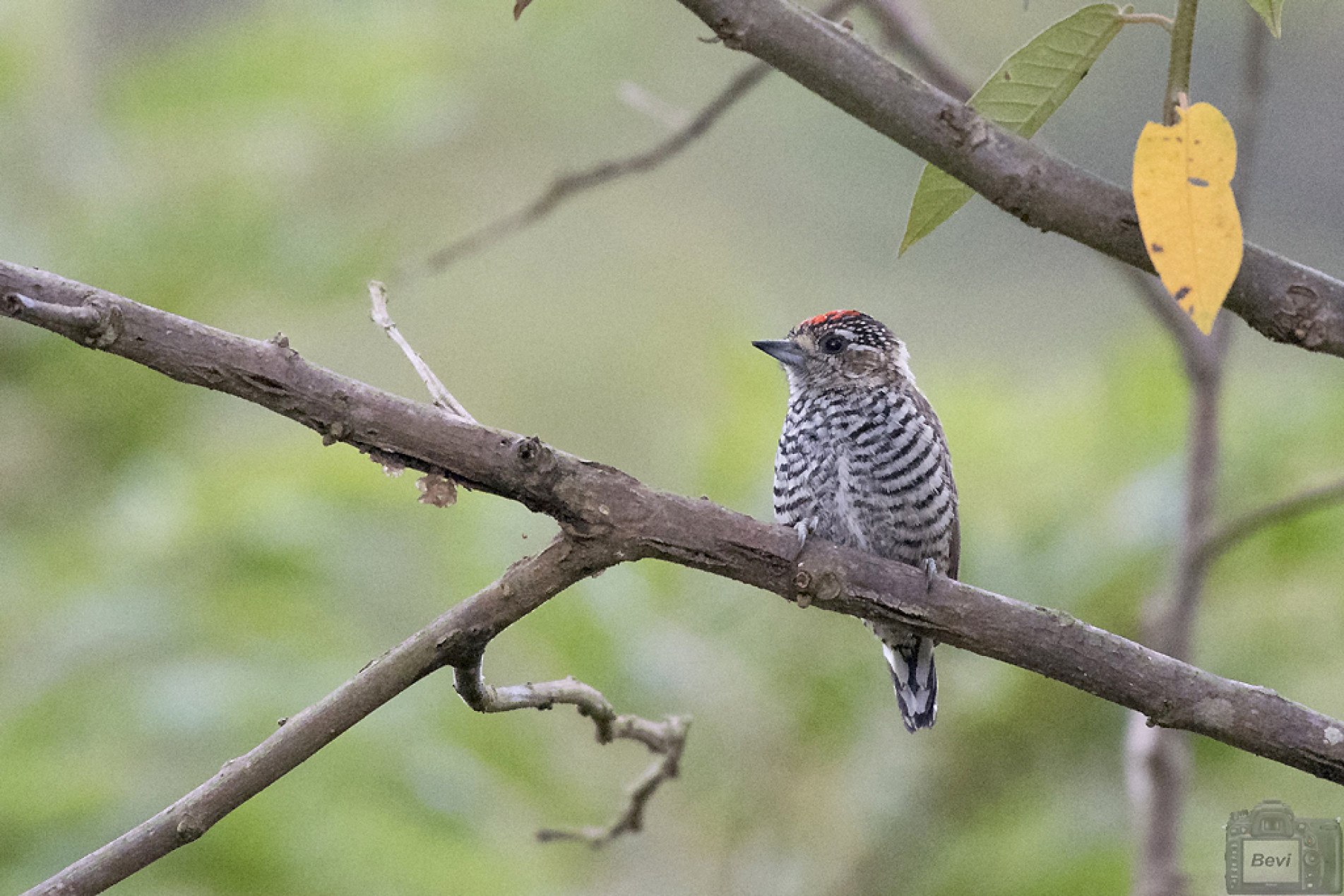 O macho possui a testa vermelha, o bico é curto e possui a região entre o bico e o olho na cor bege