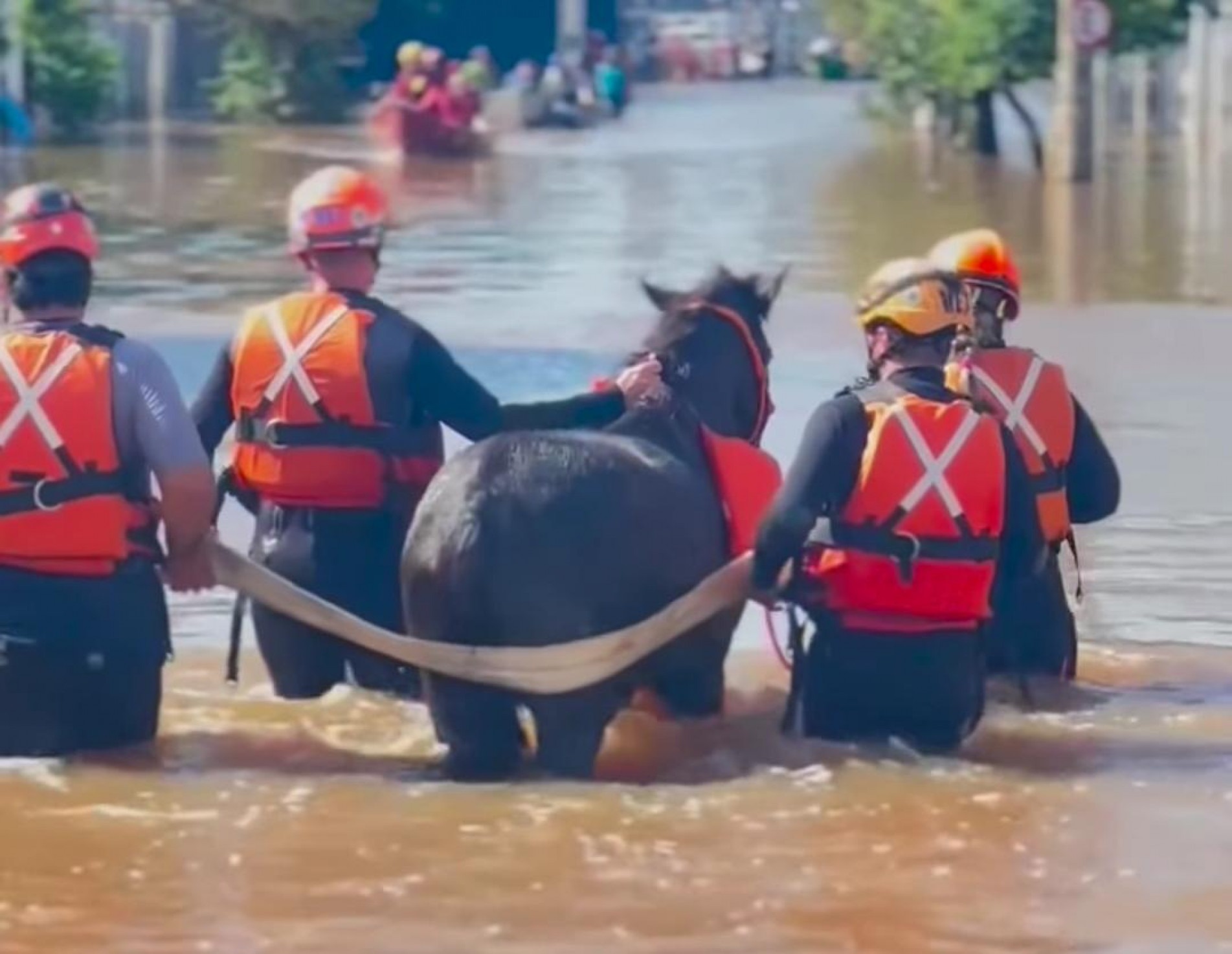 As imagens foram retiradas do vídeo publicado pelo veterinário em suas redes sociais