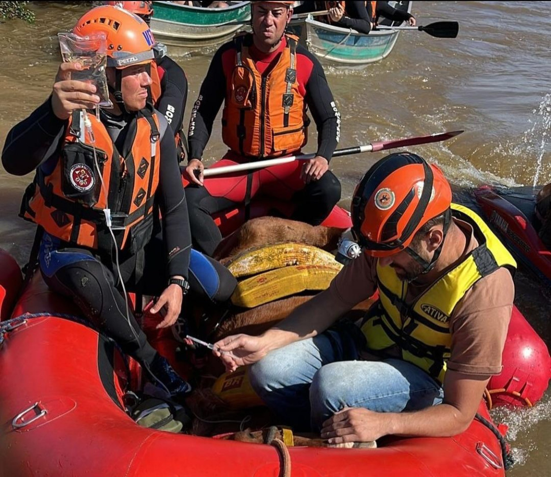 Em botes, os bombeiros se aproximaram do animal, fizeram a sedação e o levaram até um local seguro para receber os cuidados dos veterinários