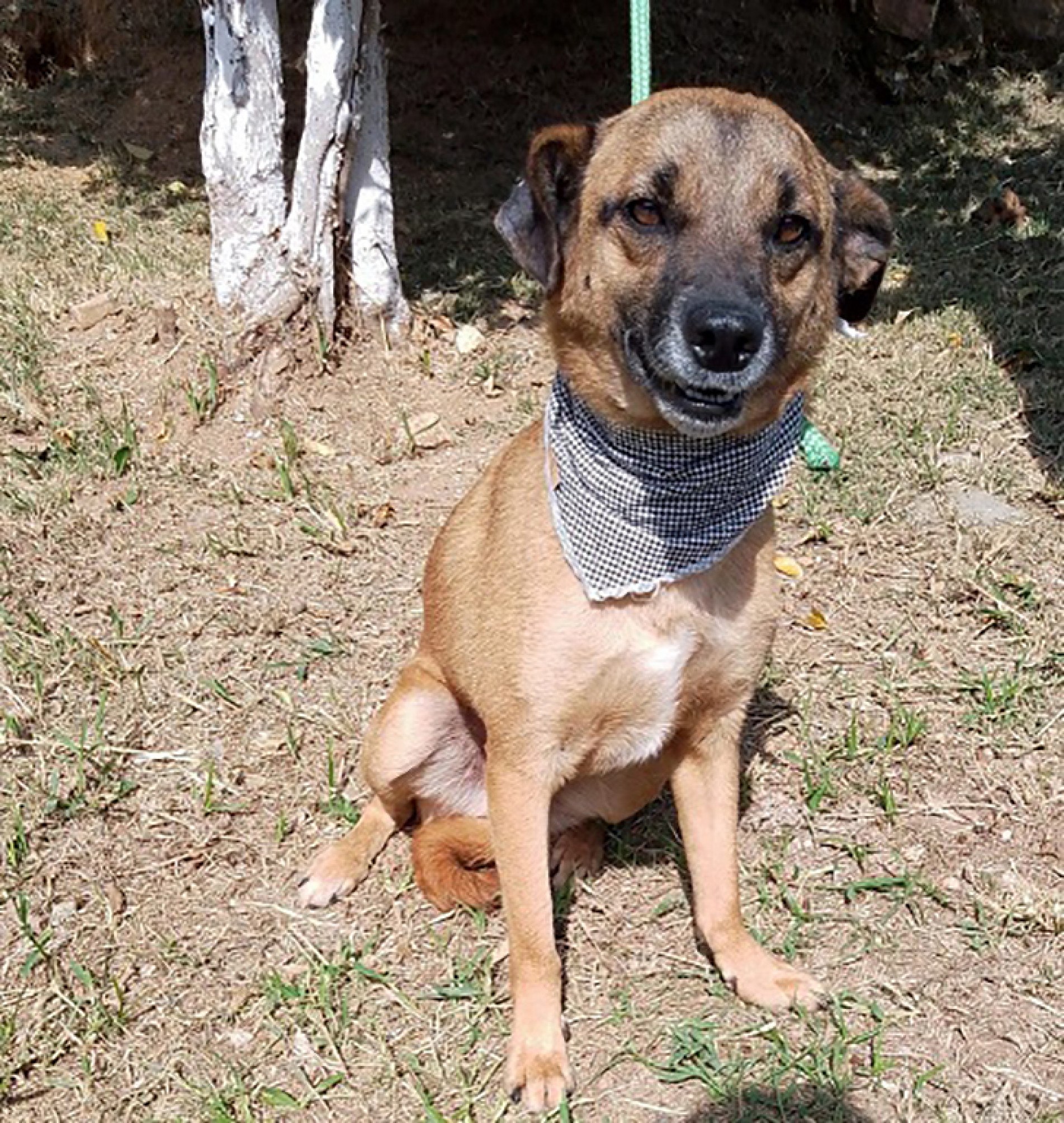 Orientação é para uma adoção responsável, já que um cão pode chegar até 15 anos de idade