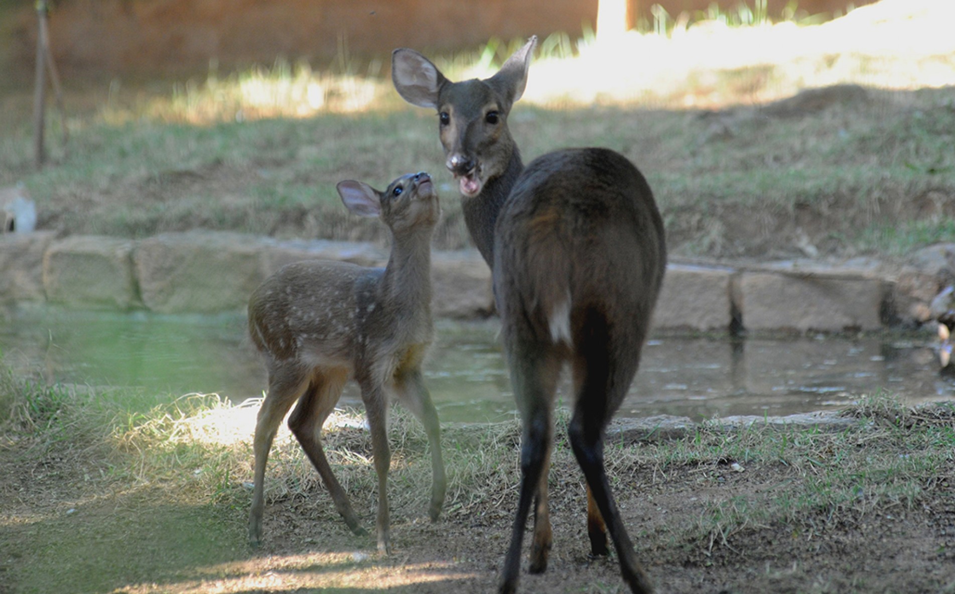 Com três meses de vida, o filhote de veado-catingueiro vive com a mãe