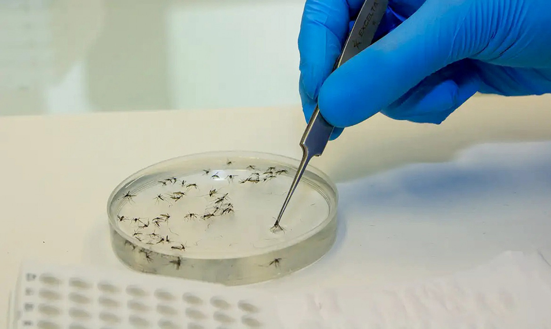 Em julho, mais seis municípios, inclusive São Paulo, receberão os mosquitos infectados