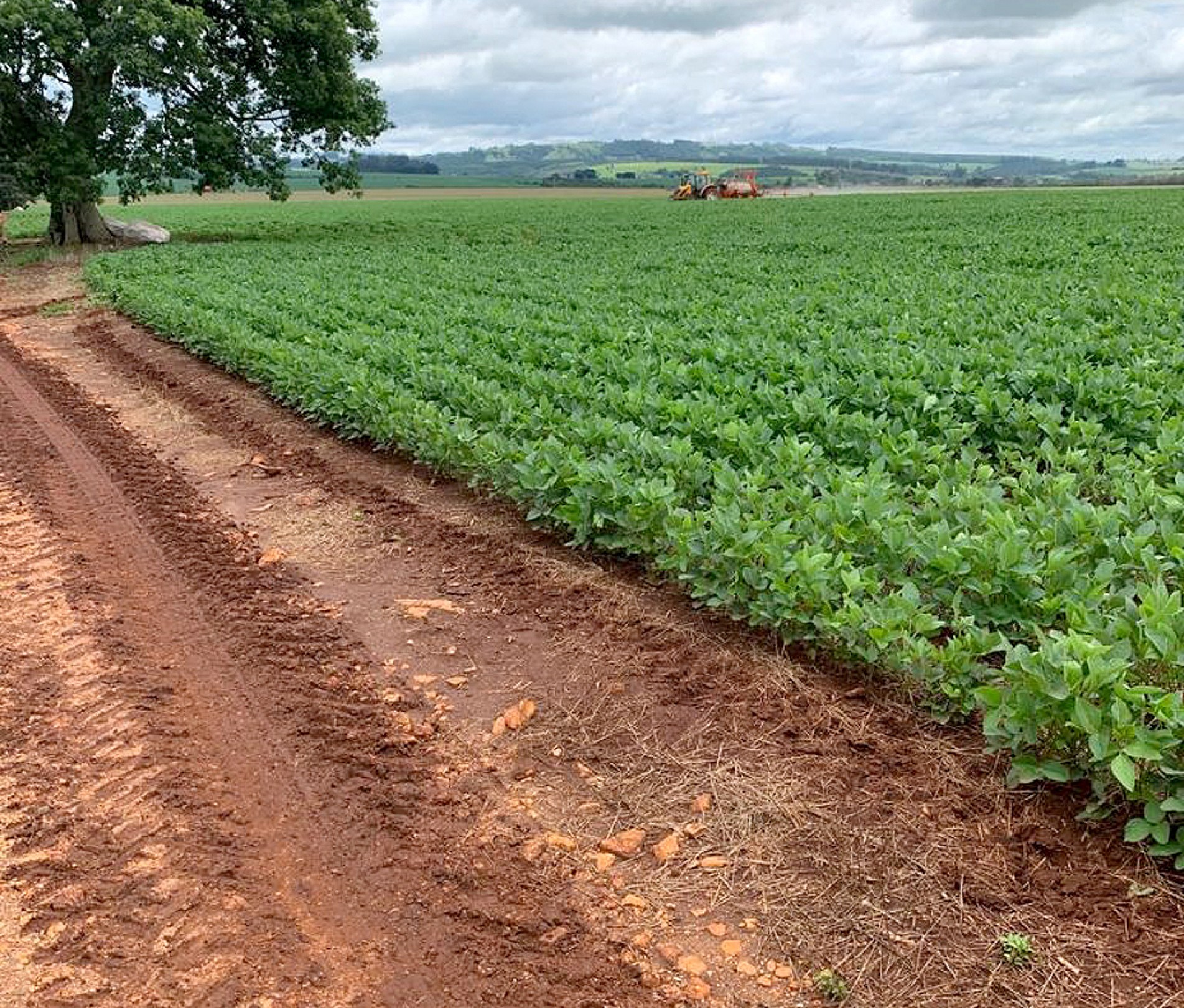 Colheita de feijão e arroz será maior, mas haverá queda na soja
