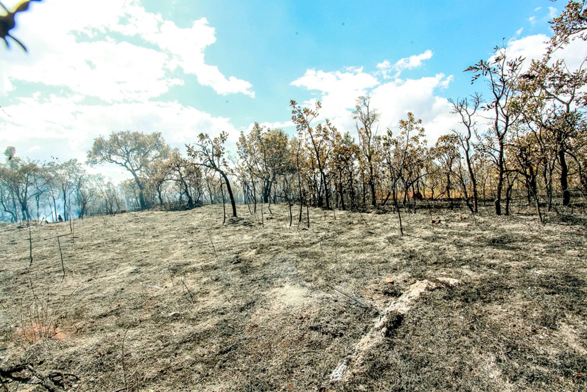 Expansão agrícola provoca perdas da vegetação do Cerrado 
