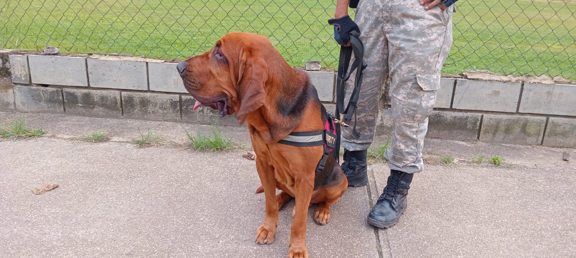 Cão farejador que encontrou o idoso