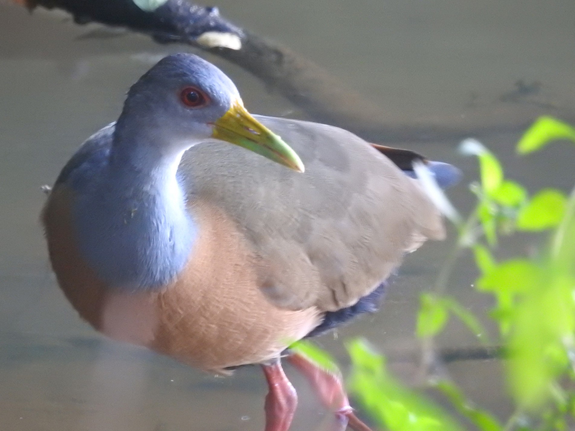 A saracura-três-potes adora viver em lugares úmidos e cheios de plantas
