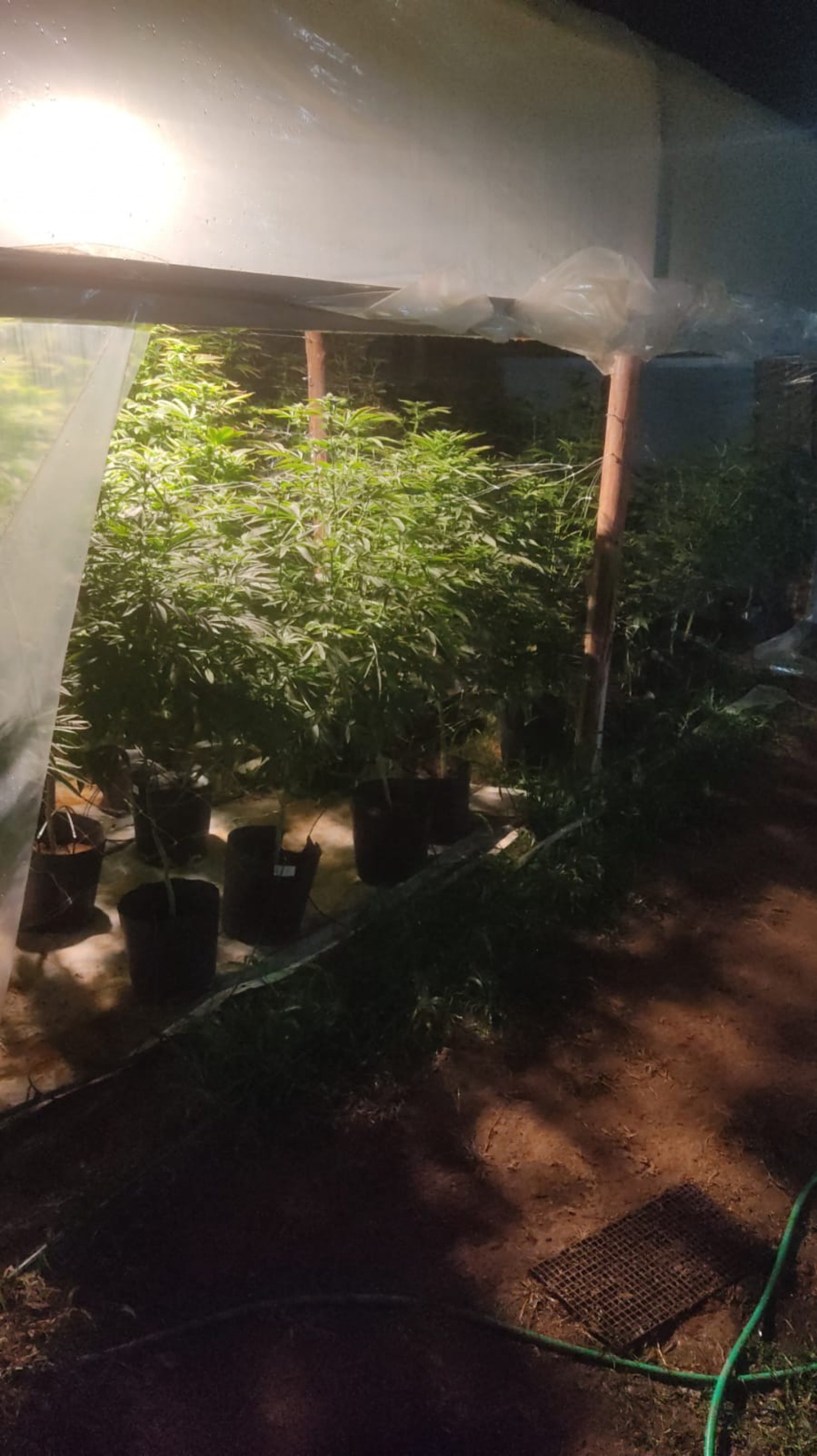 Pés de maconha foram apreendidos