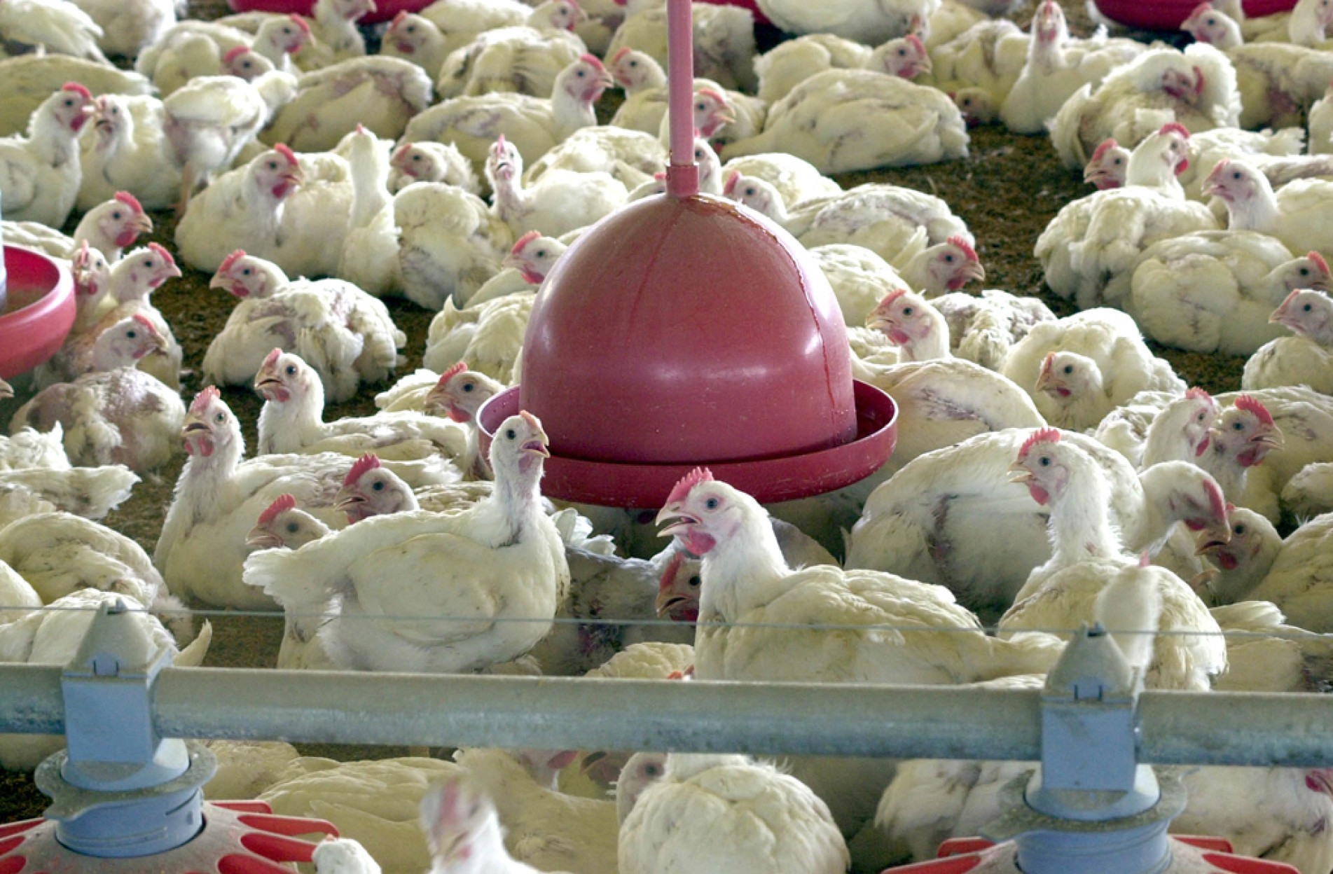 Doença de Newcastle foi detectada no município de Anta Gorda, na sexta-feira
