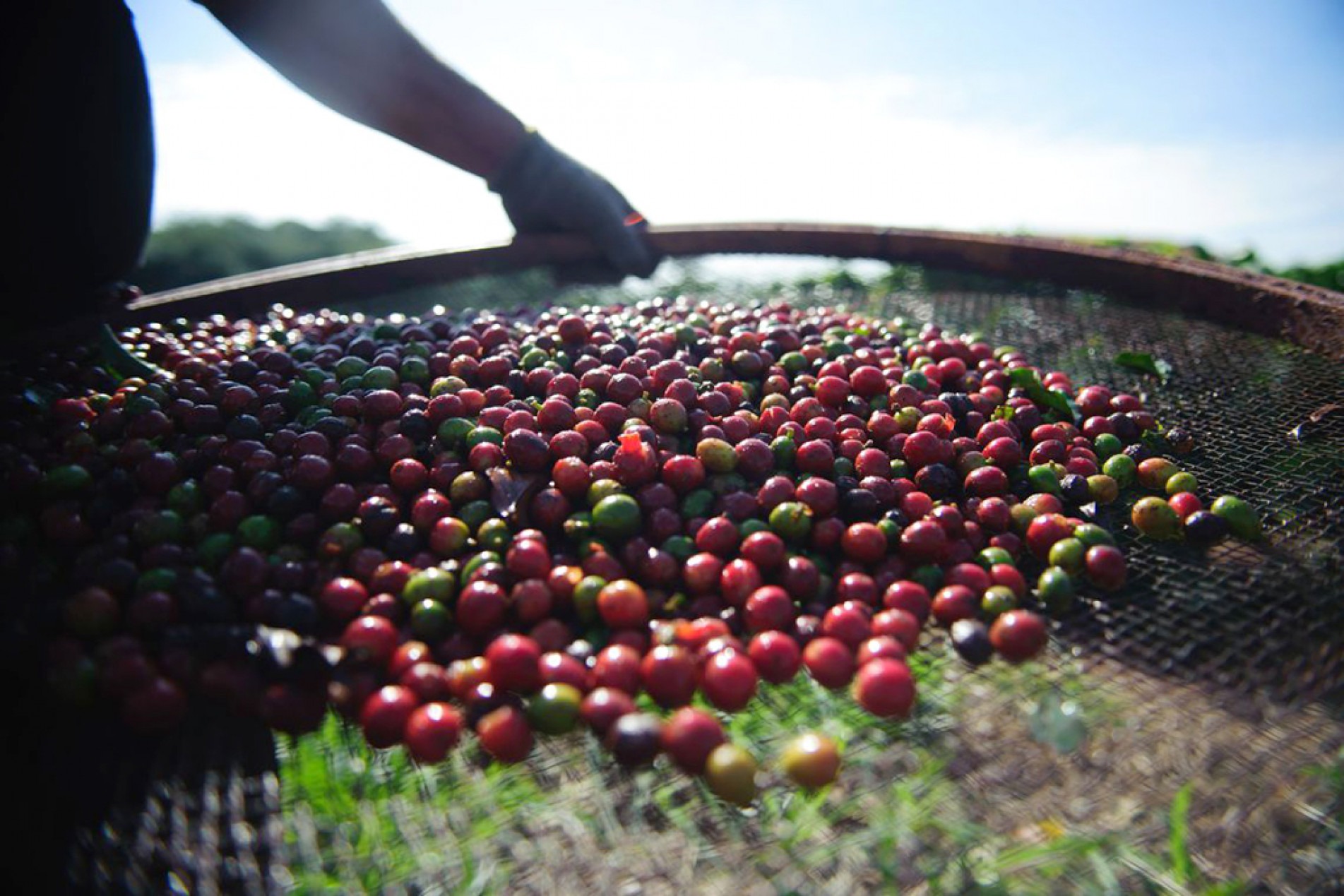 Brasil ampliou vendas devido ao contrato com rede de cafeteria