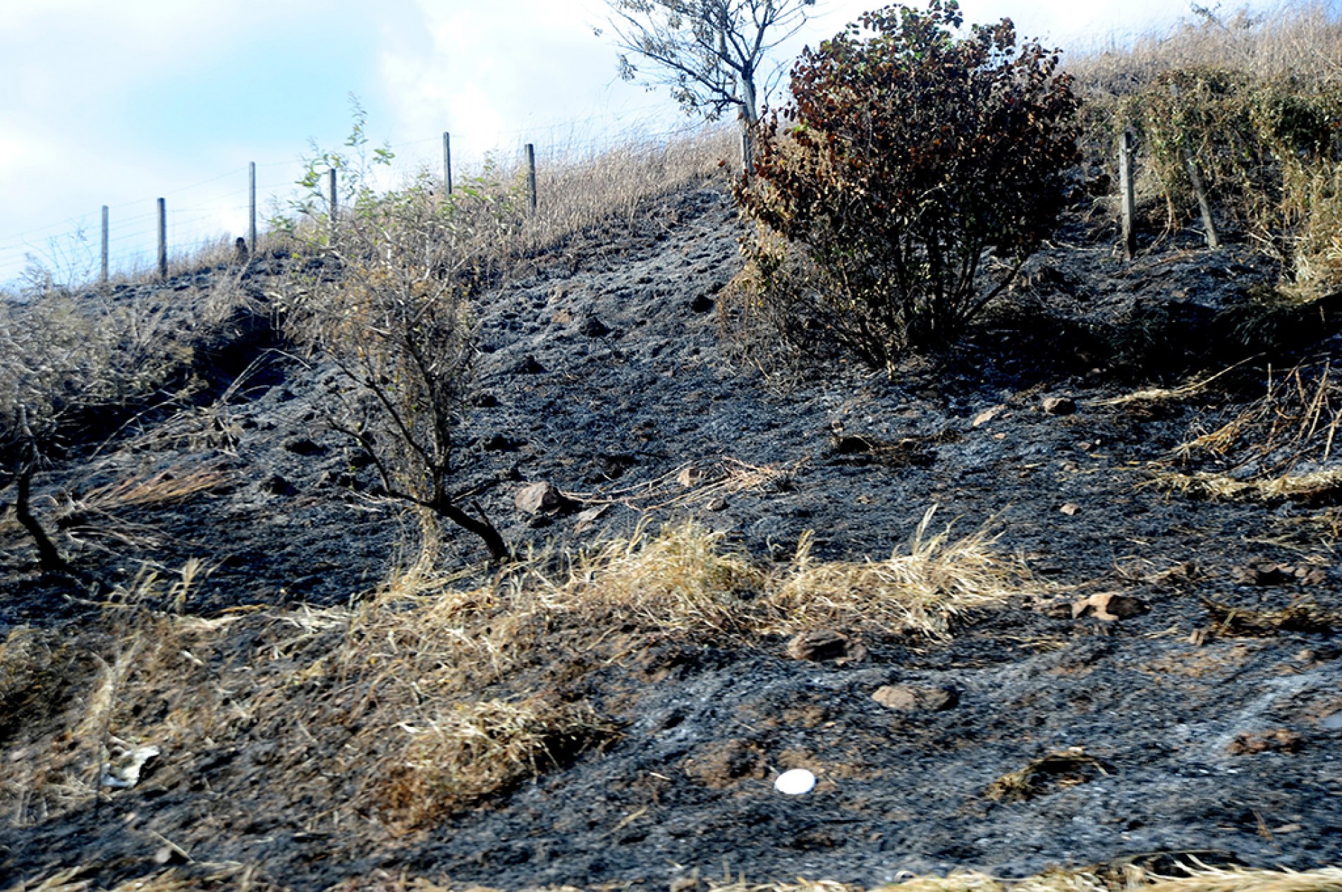 Prática criminosa é passível de multa, que pode ultrapassar o valor de R$ 3,5 mil, conforme previsto em legislação municipal
