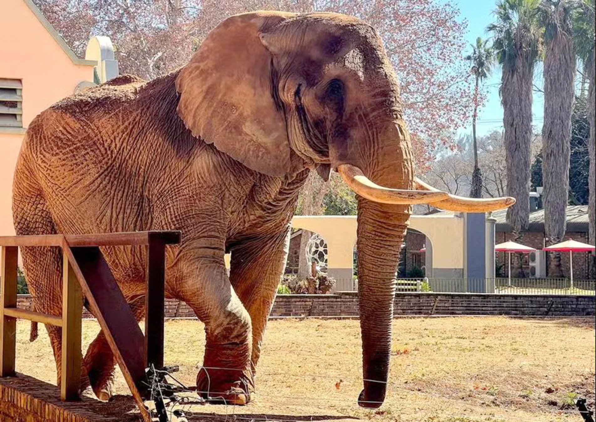 Charlie foi o último elefante a ser solto pelo zoo nacional da África do Sul
