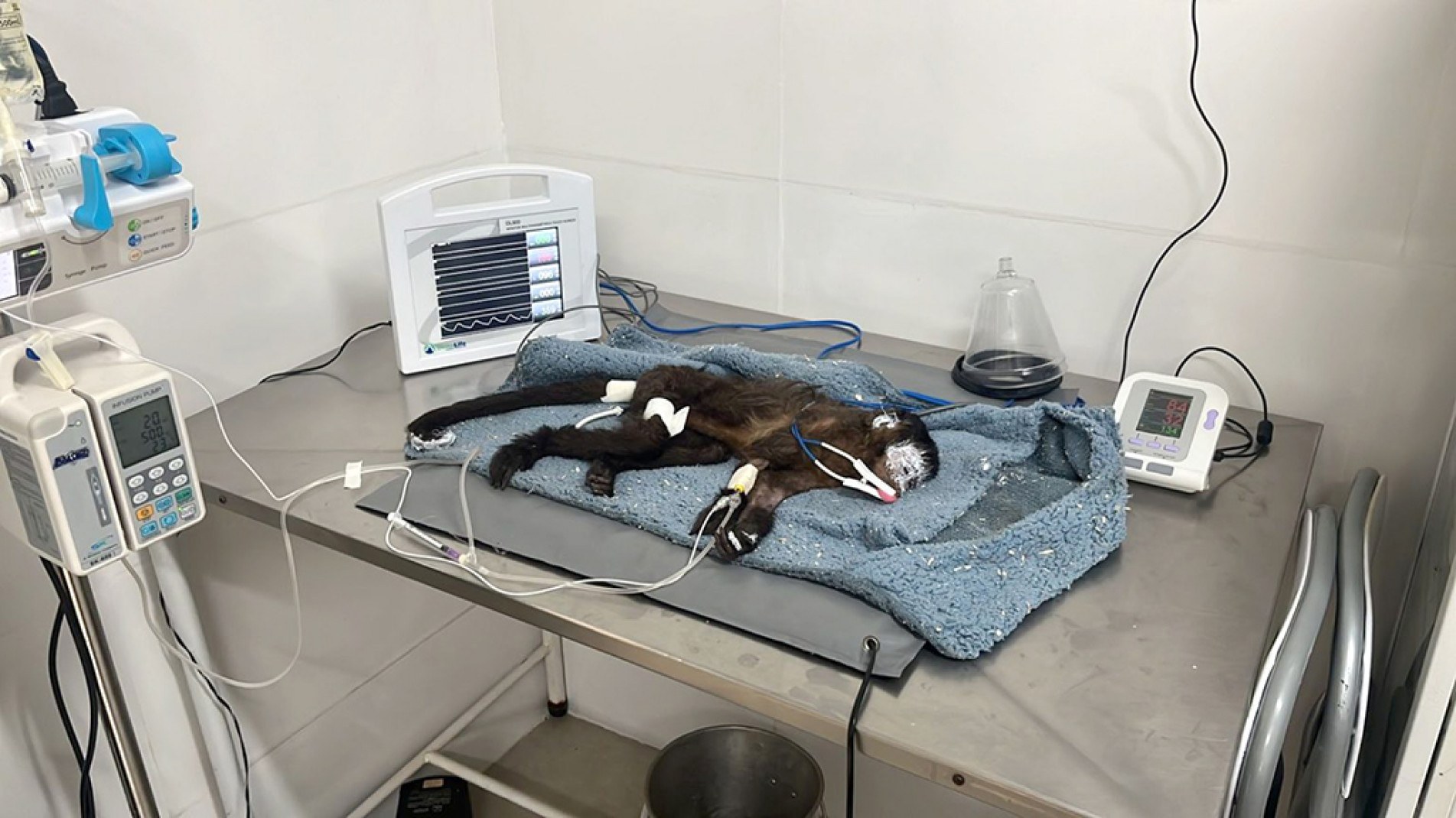 Macaco-prego está entre as espécies resgatadas nos incêndios florestais que atingem o Estado
