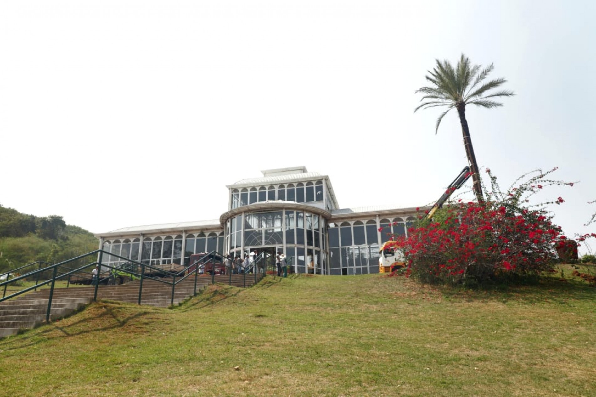 Com os transplante, as palmeiras ganharam uma sobrevida