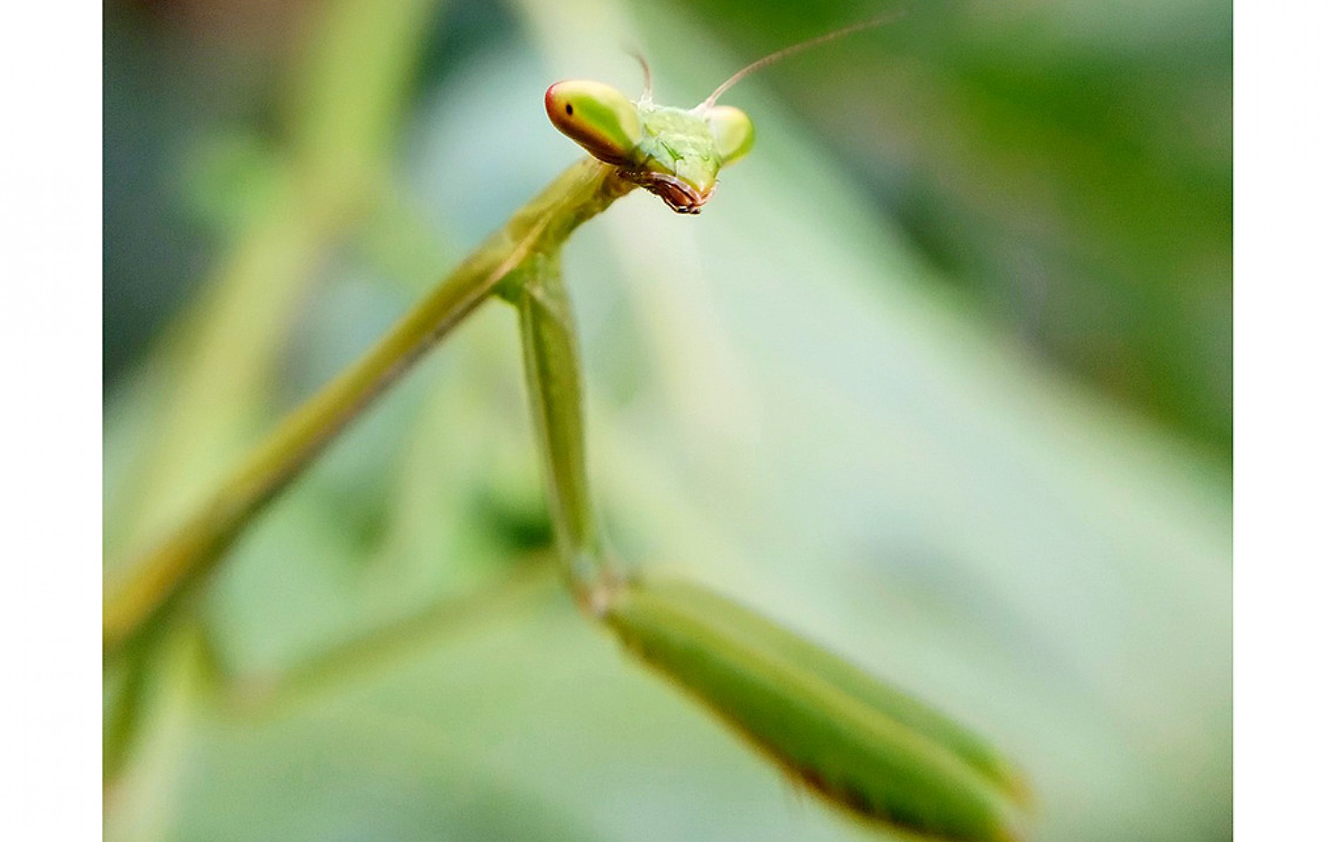 A fêmea do louva-a-deus devora o macho
