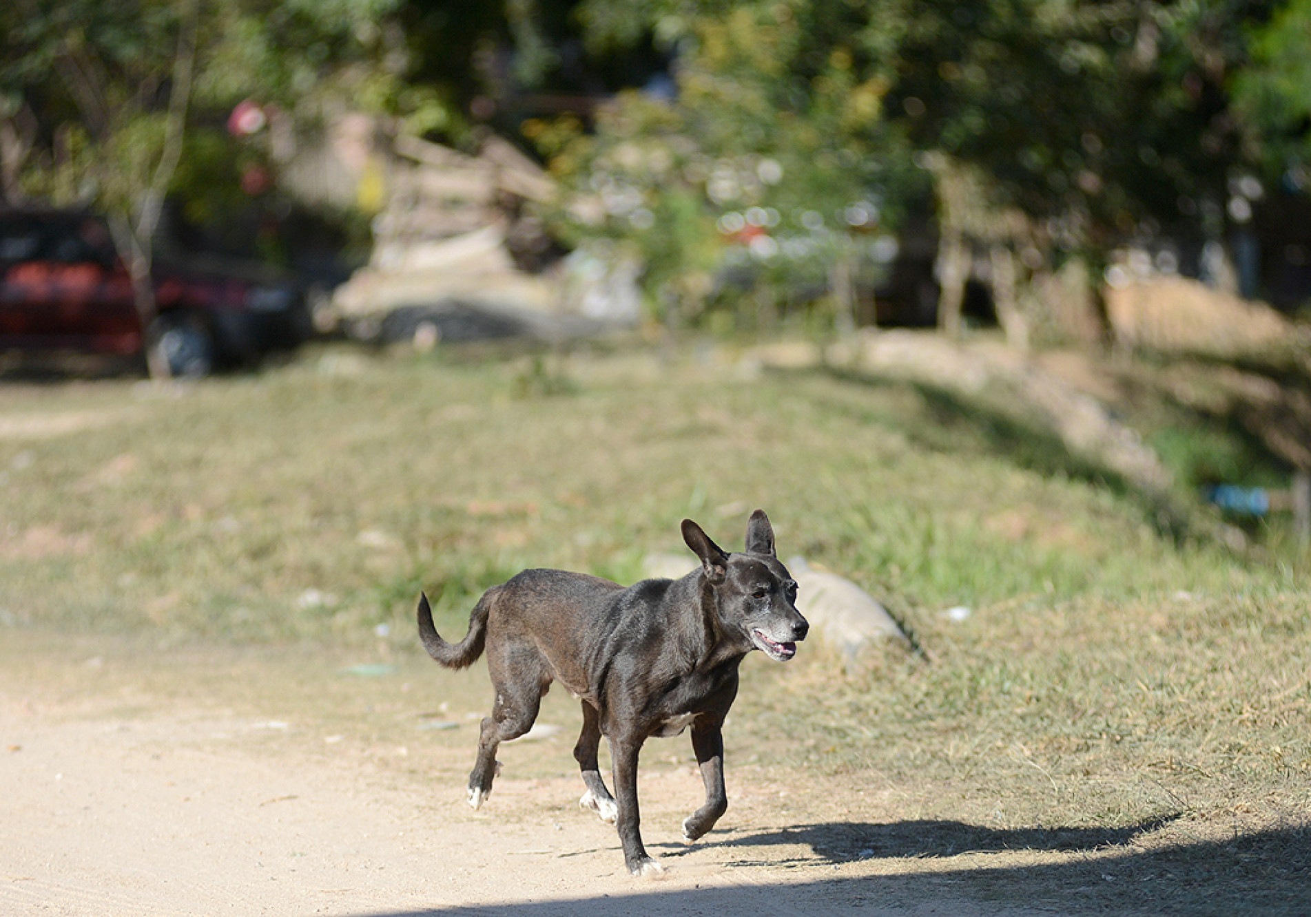 Animais não poderão ser mais acorrentados sob pena de multa ao infrator