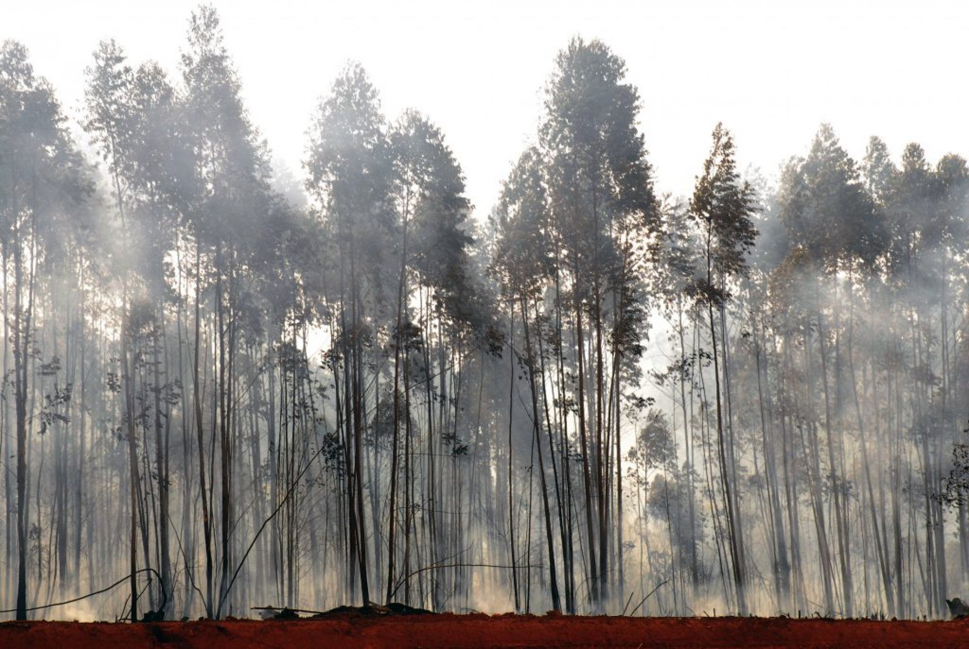 Apesar de todo alerta, as queimadas continuam a ser vistas em várias partes da cidade