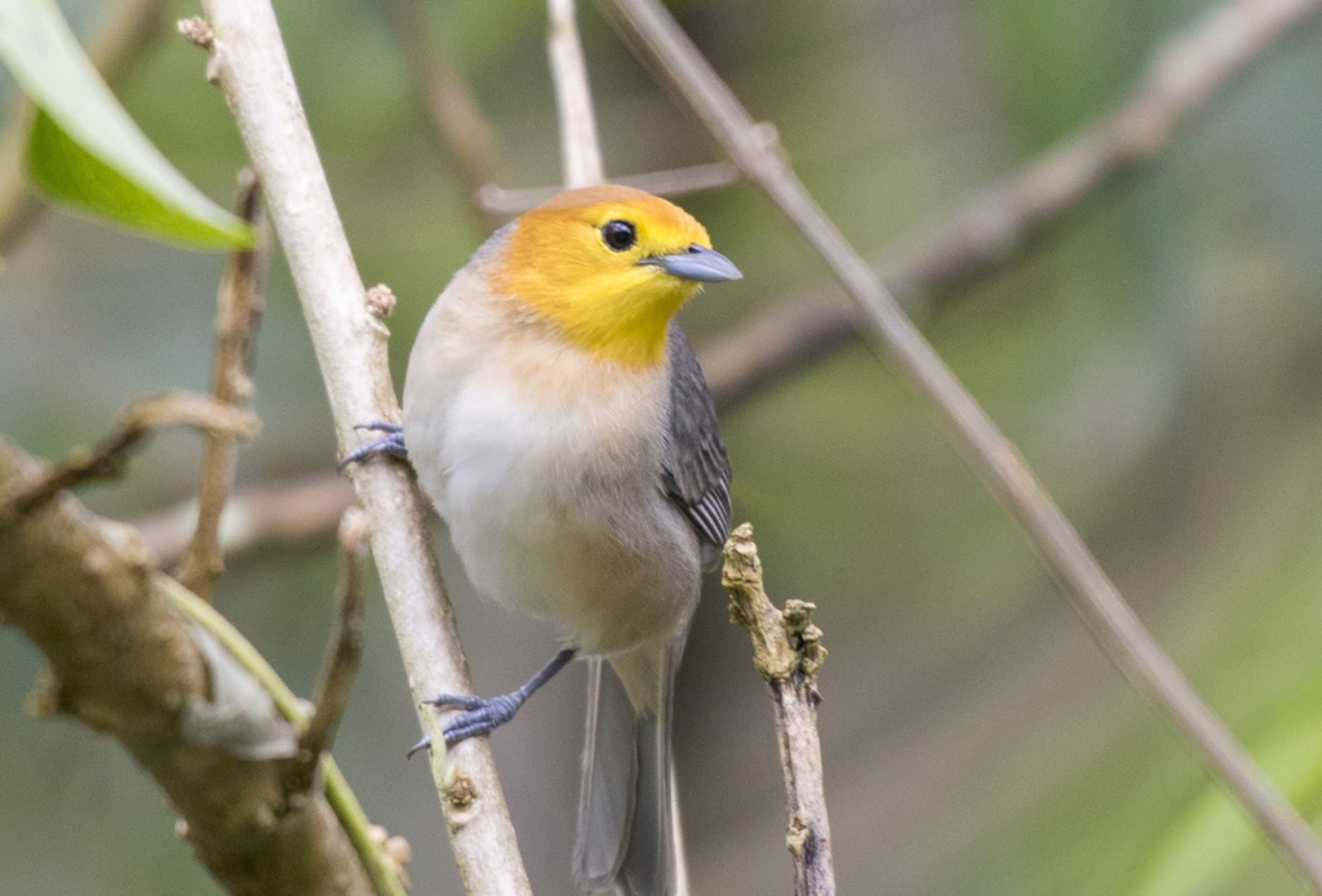 Essa ave tem o bico fino e afilado, perfeito para pegar pequenos insetos e bicar frutas macias
