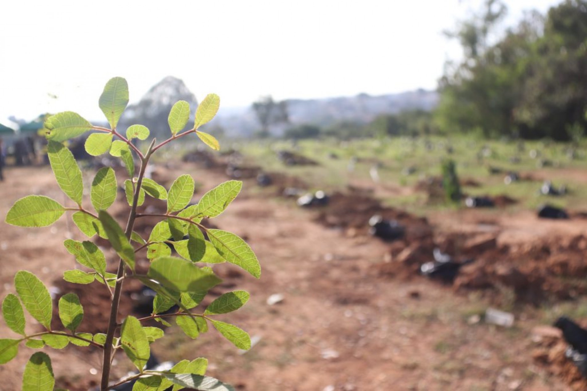 Ação especial é voltada para o Dia da Árvore
